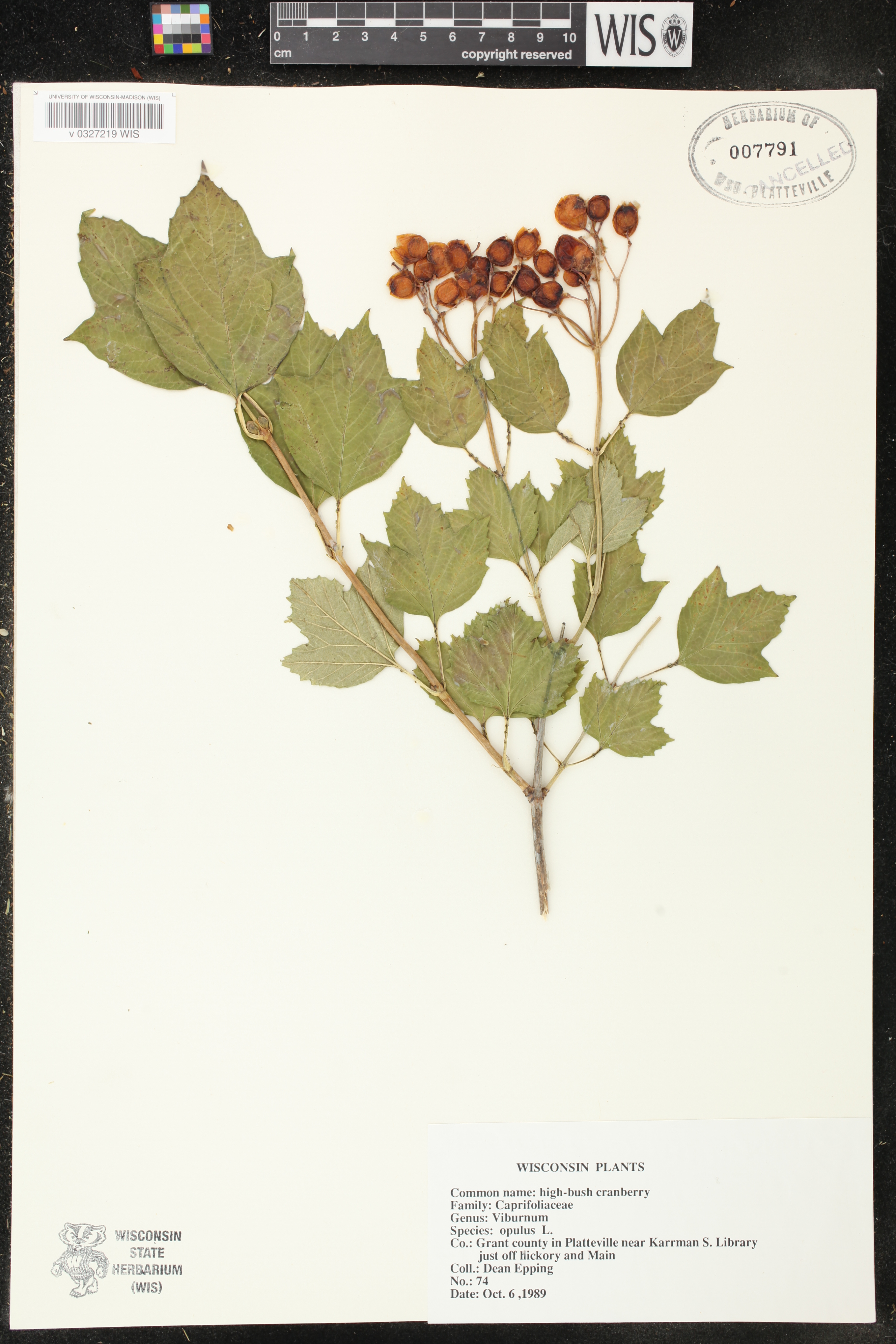 Viburnum opulus image