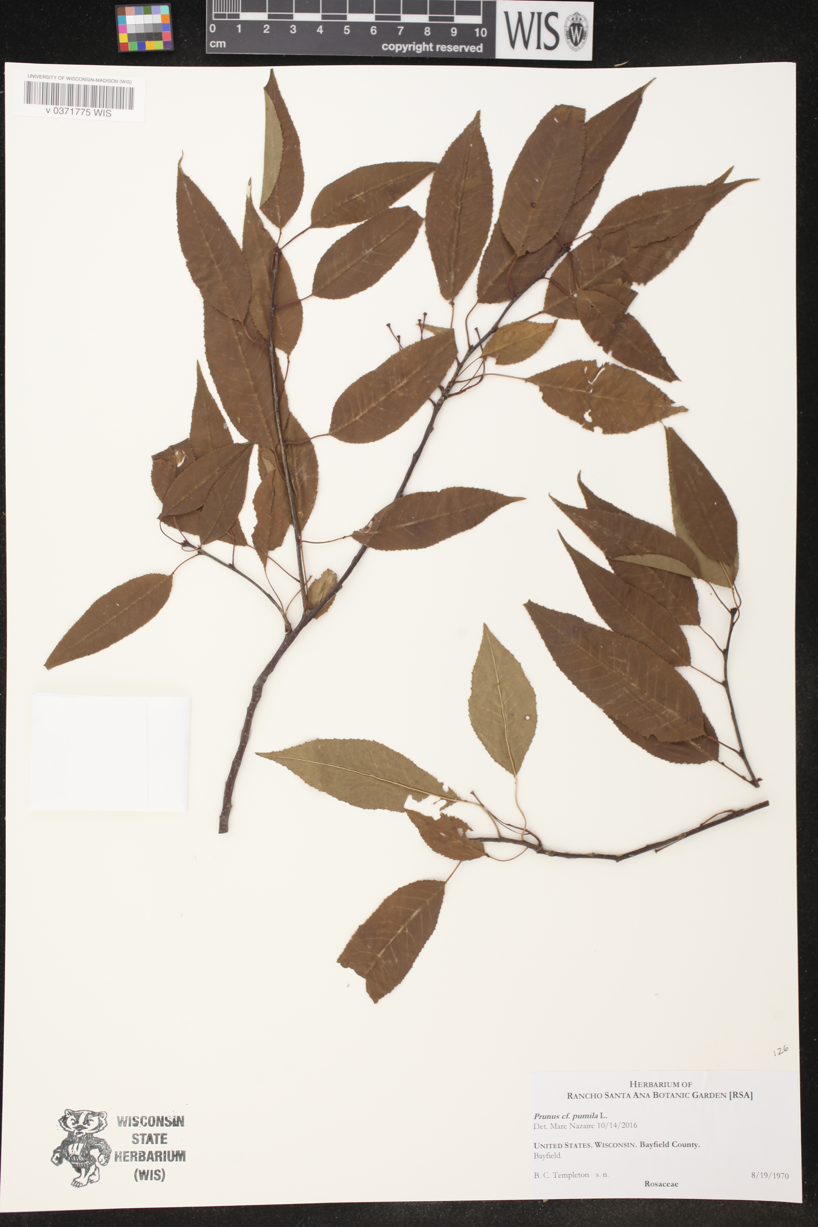 Prunus pensylvanica image