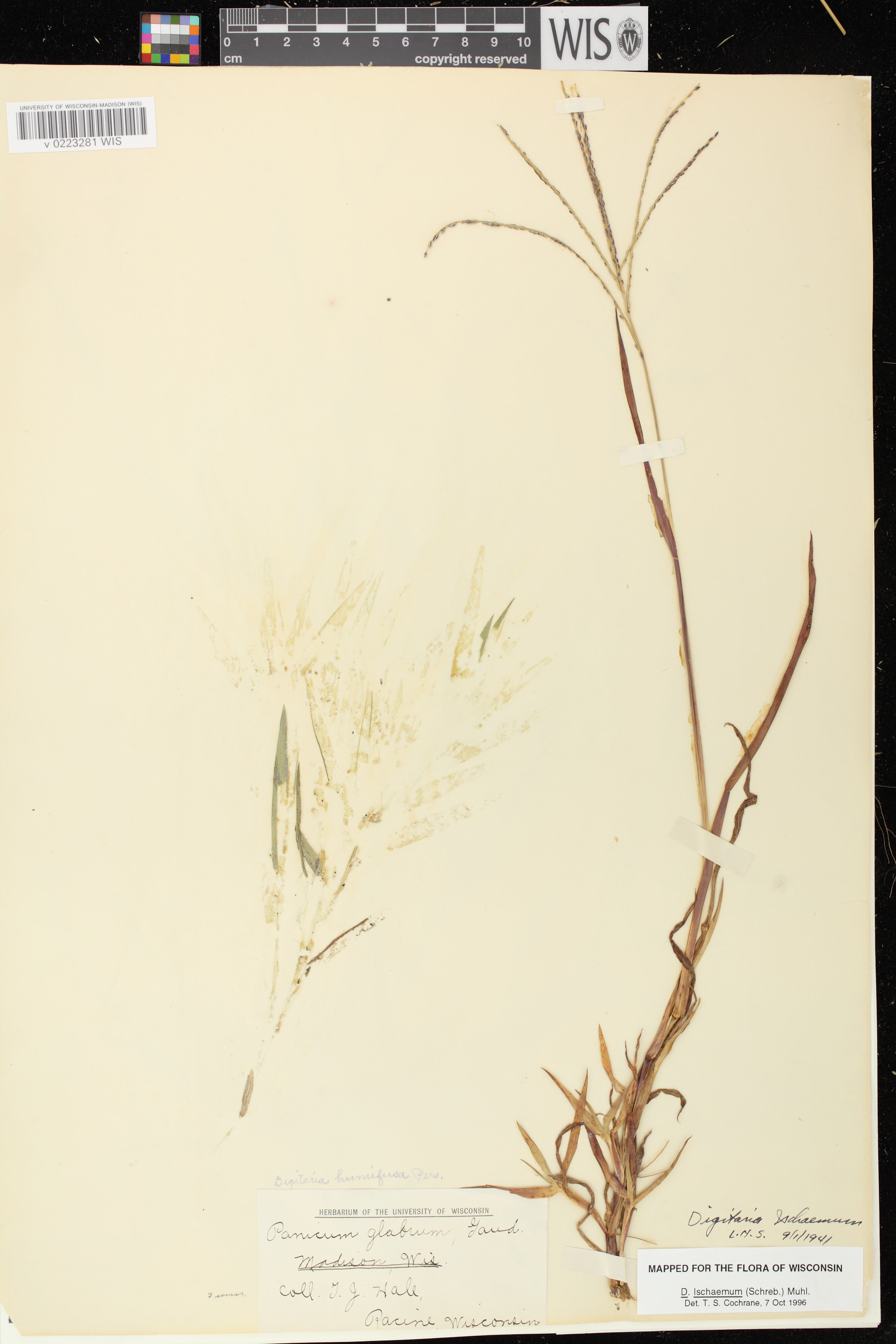 Digitaria ischaemum image