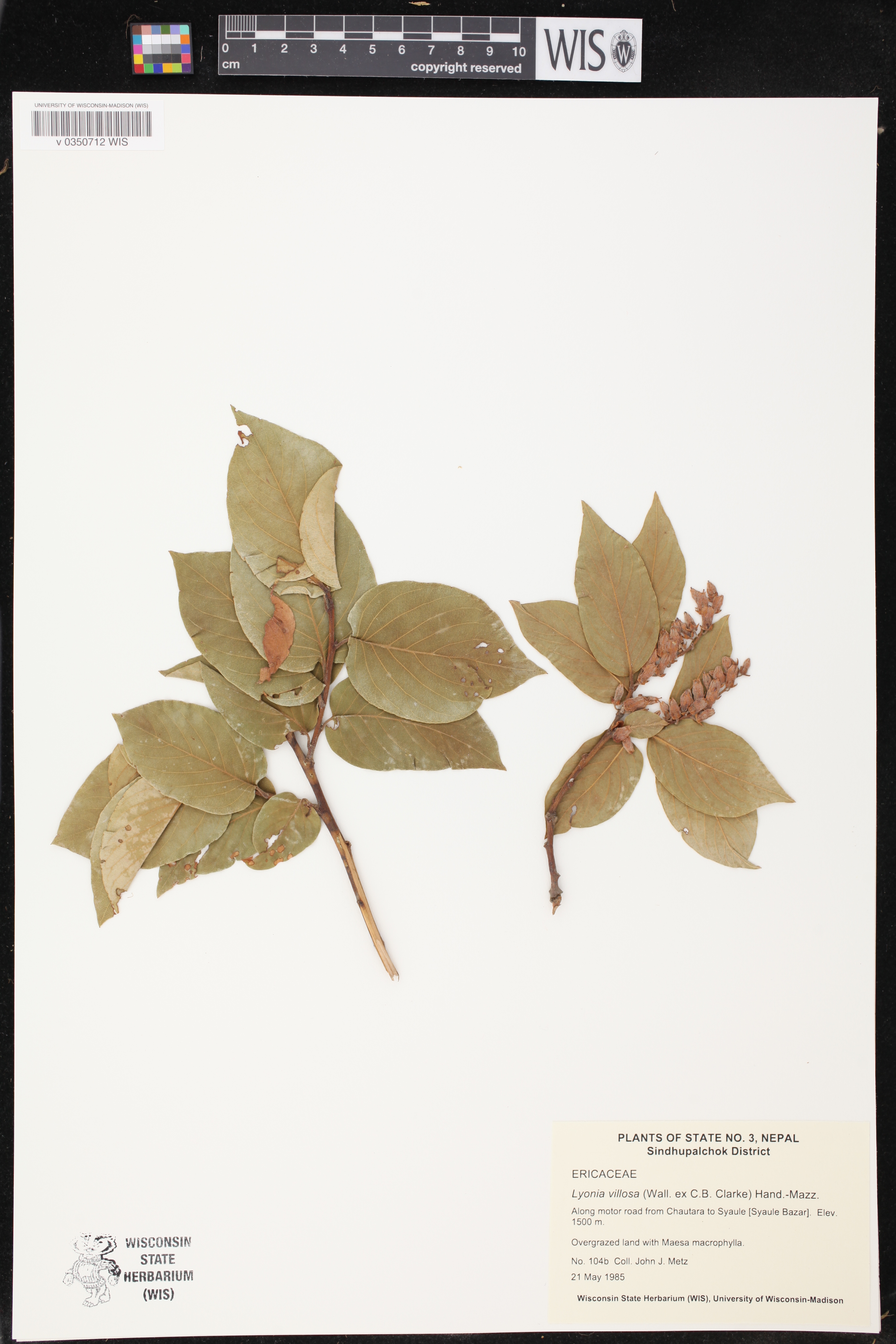 Lyonia villosa image