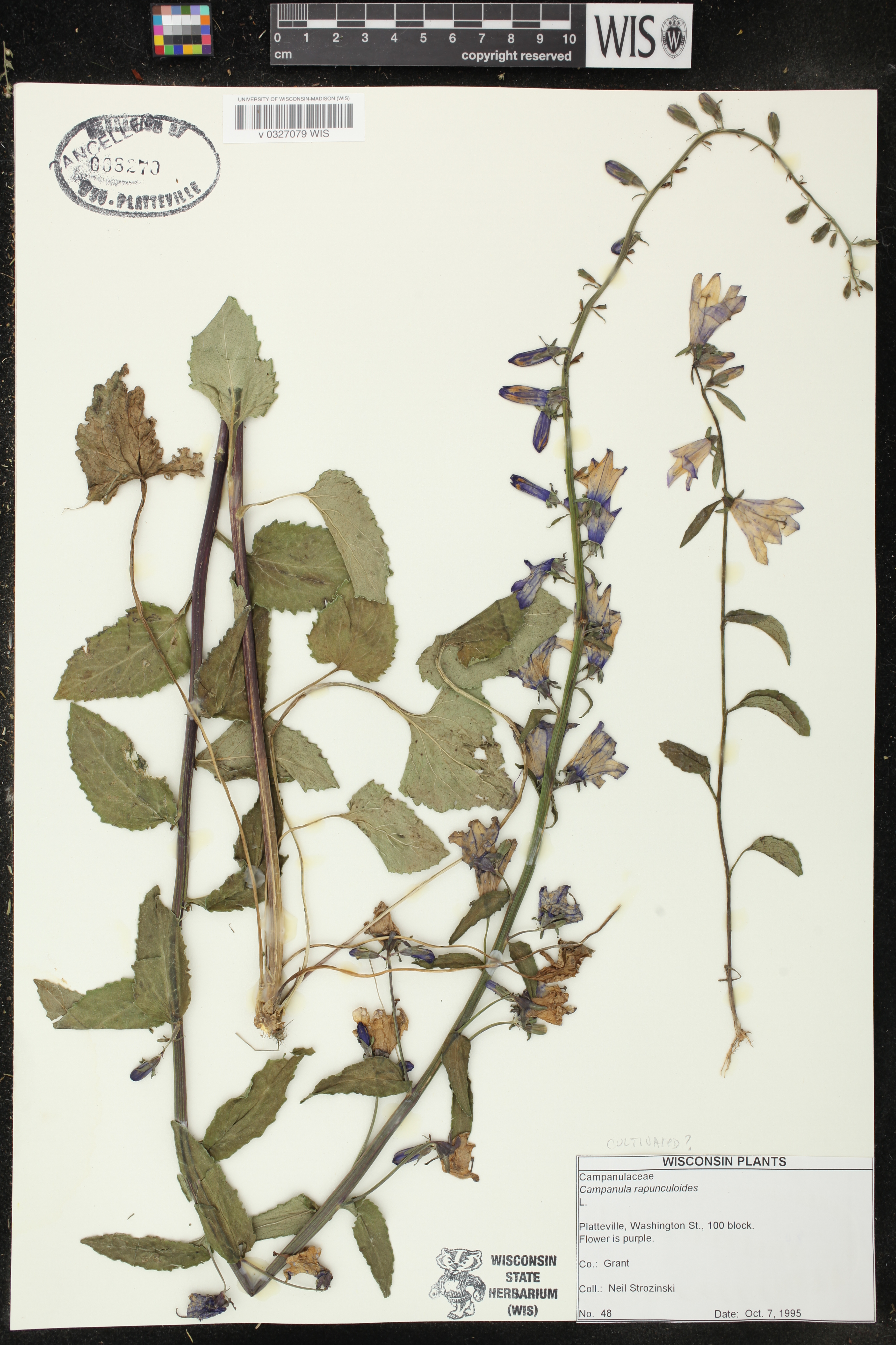 Campanula rapunculoides image