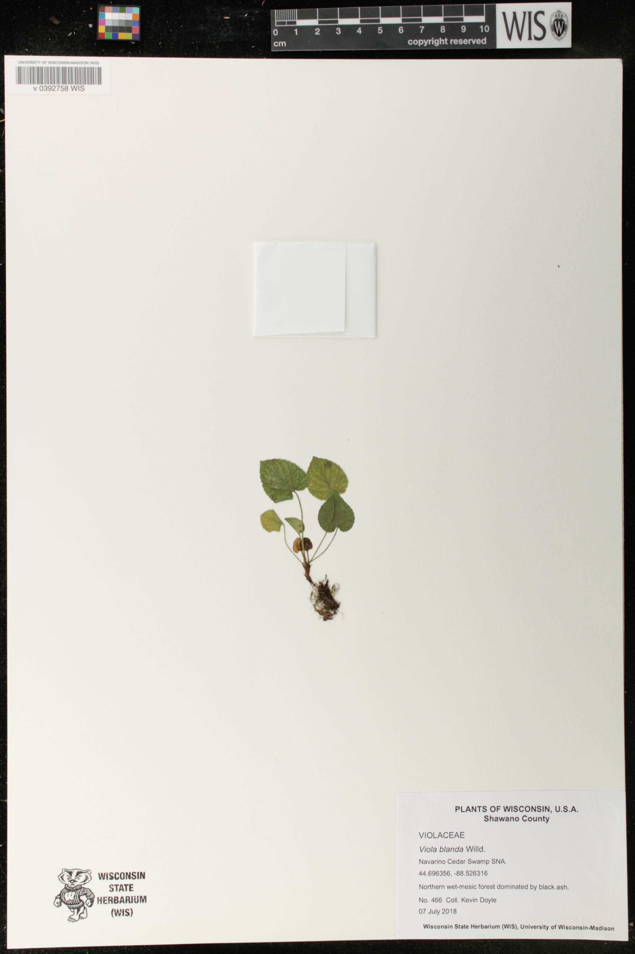 Viola blanda image