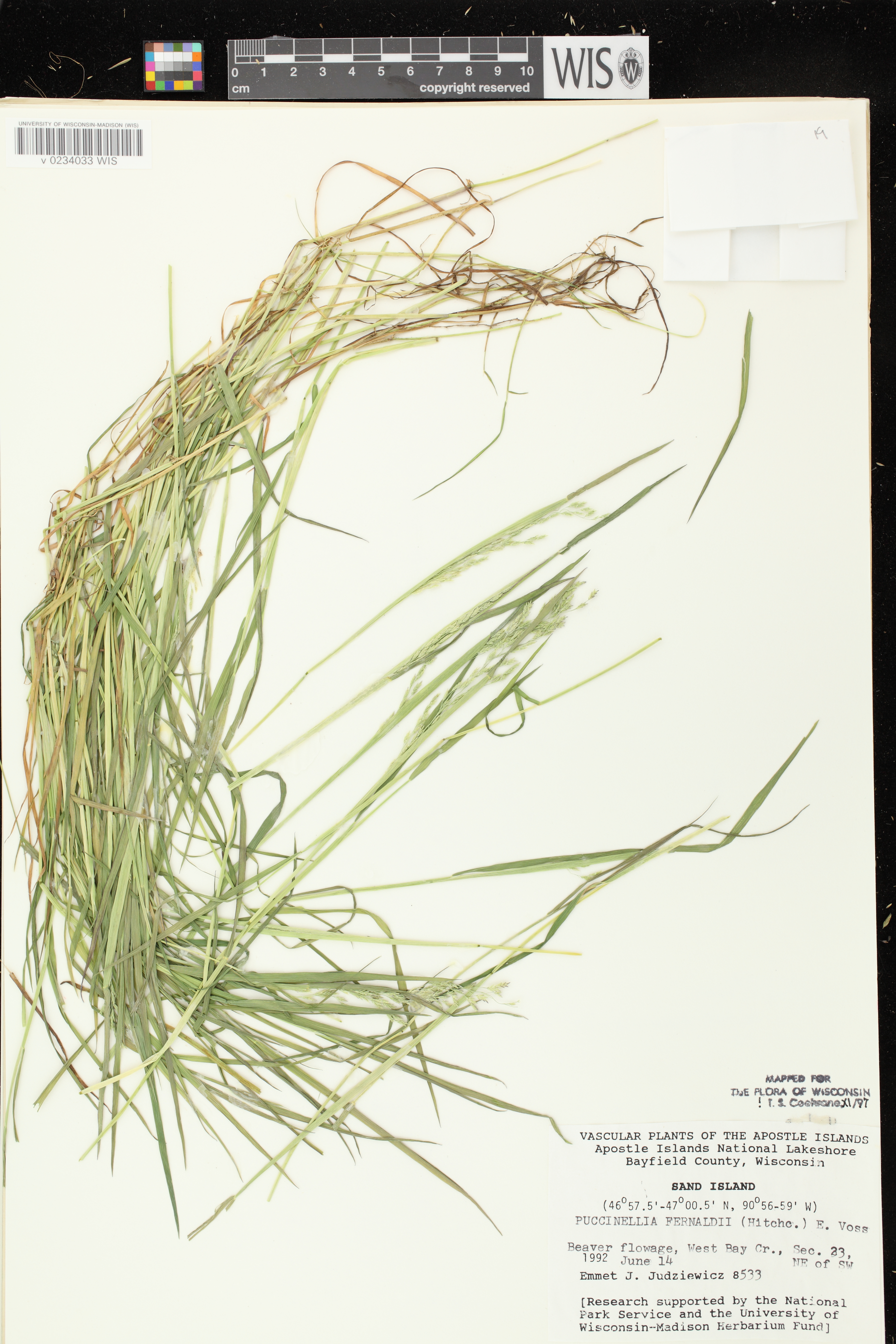 Torreyochloa fernaldii image