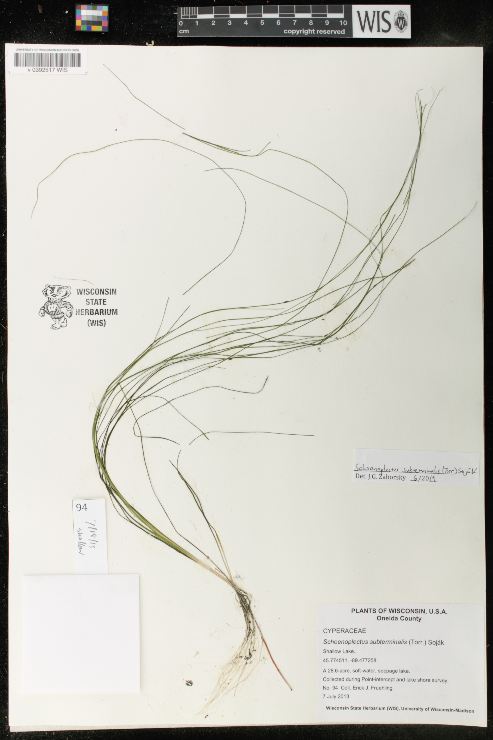Schoenoplectus subterminalis image