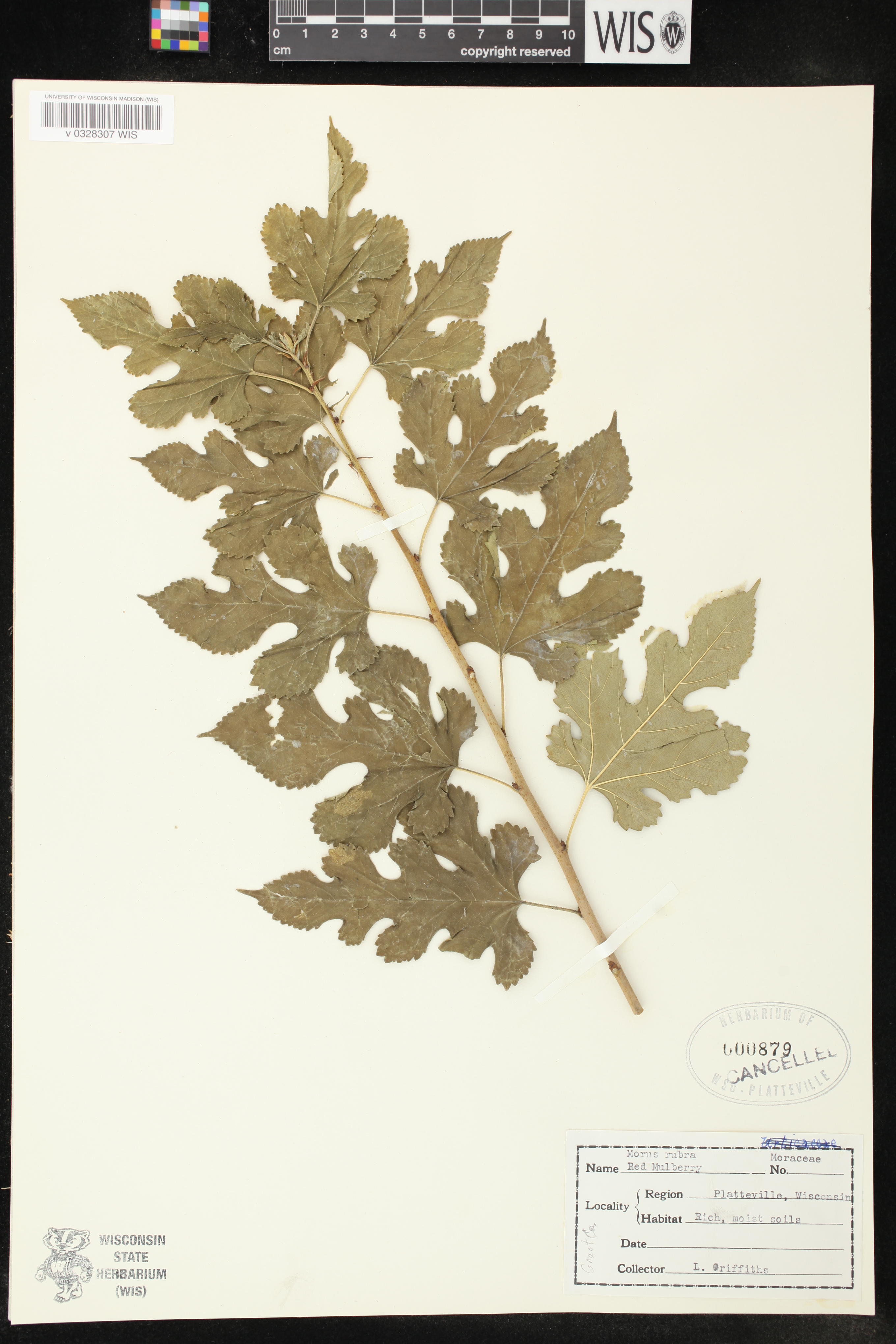 Morus alba image