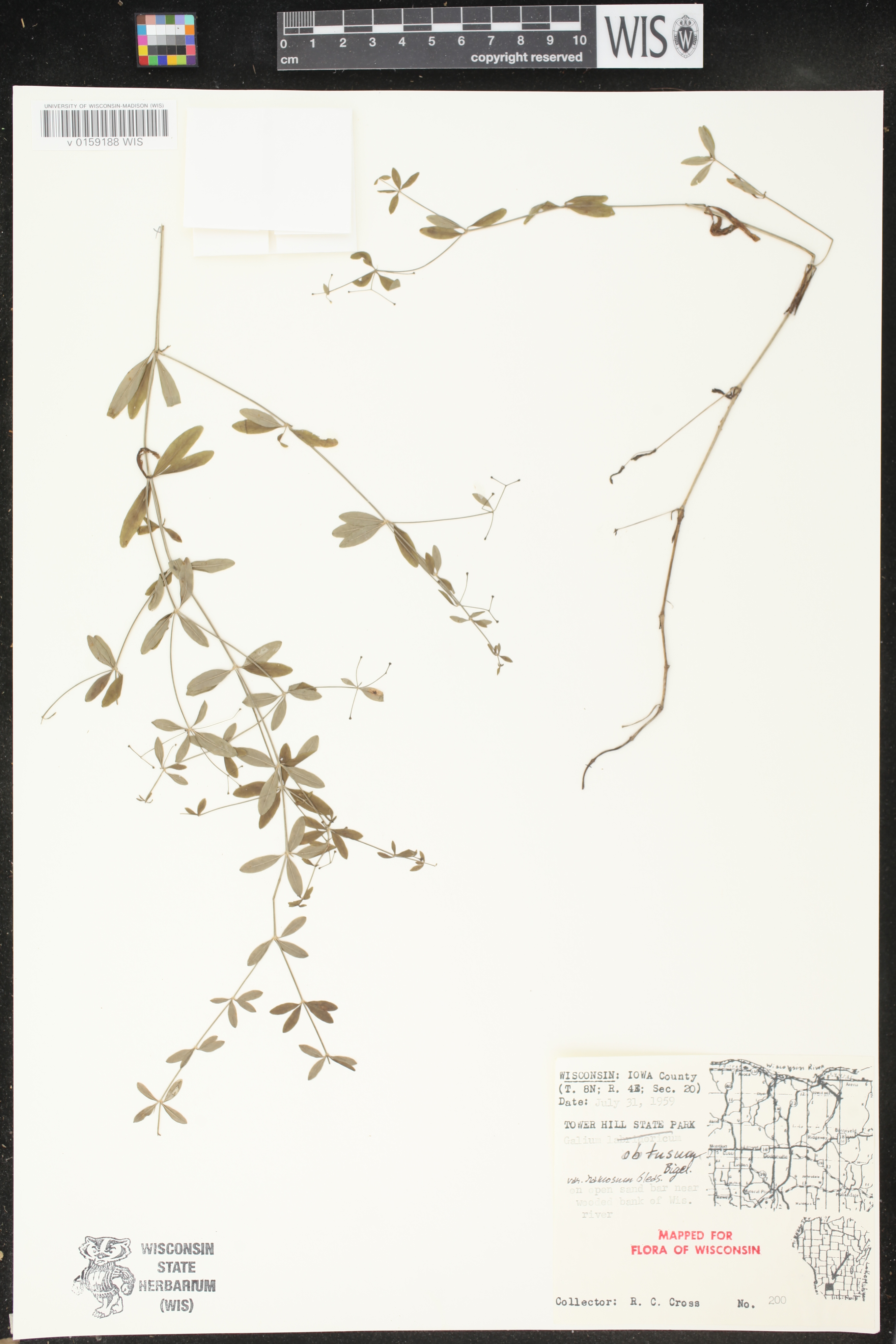 Galium obtusum subsp. obtusum image