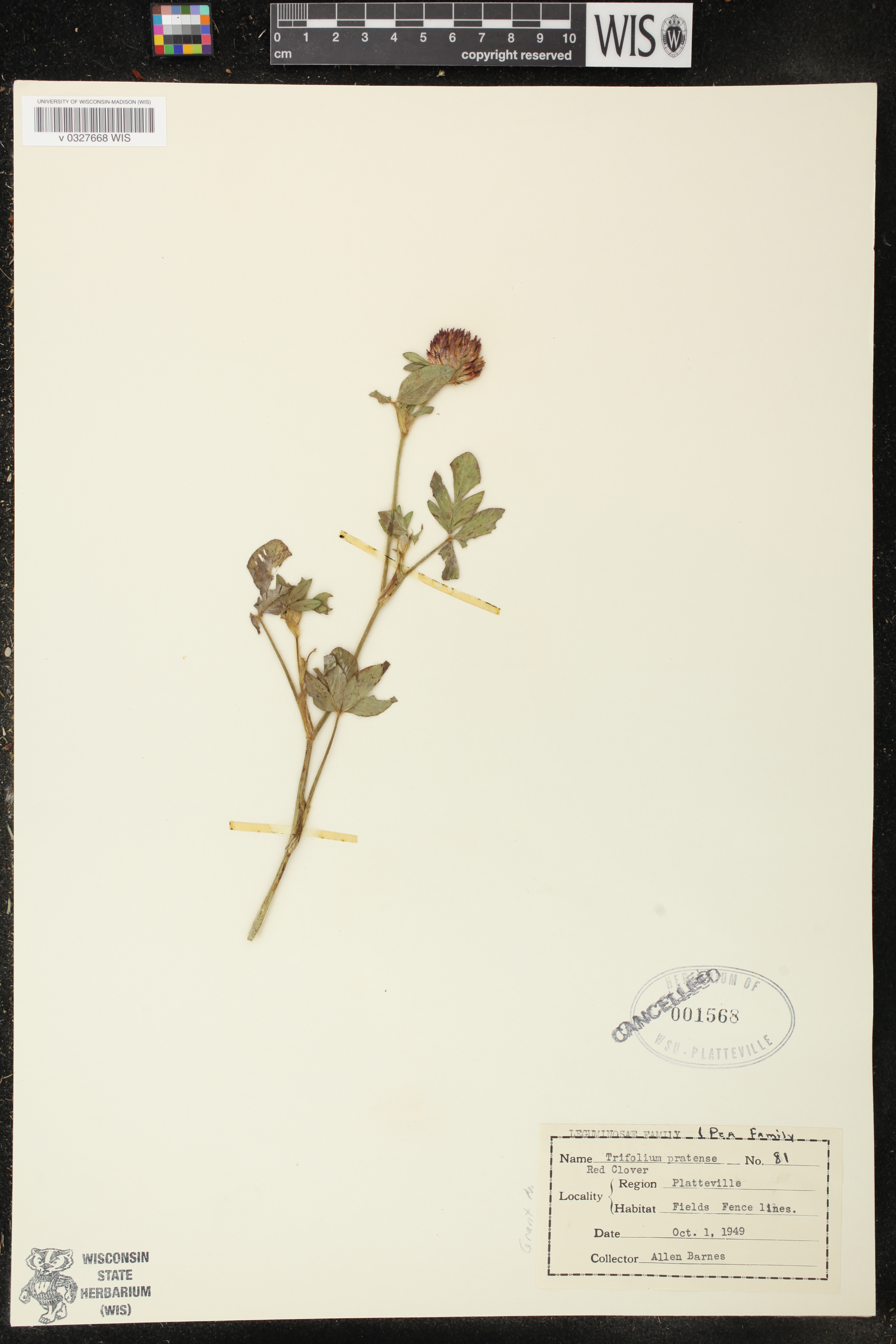 Trifolium pratense image