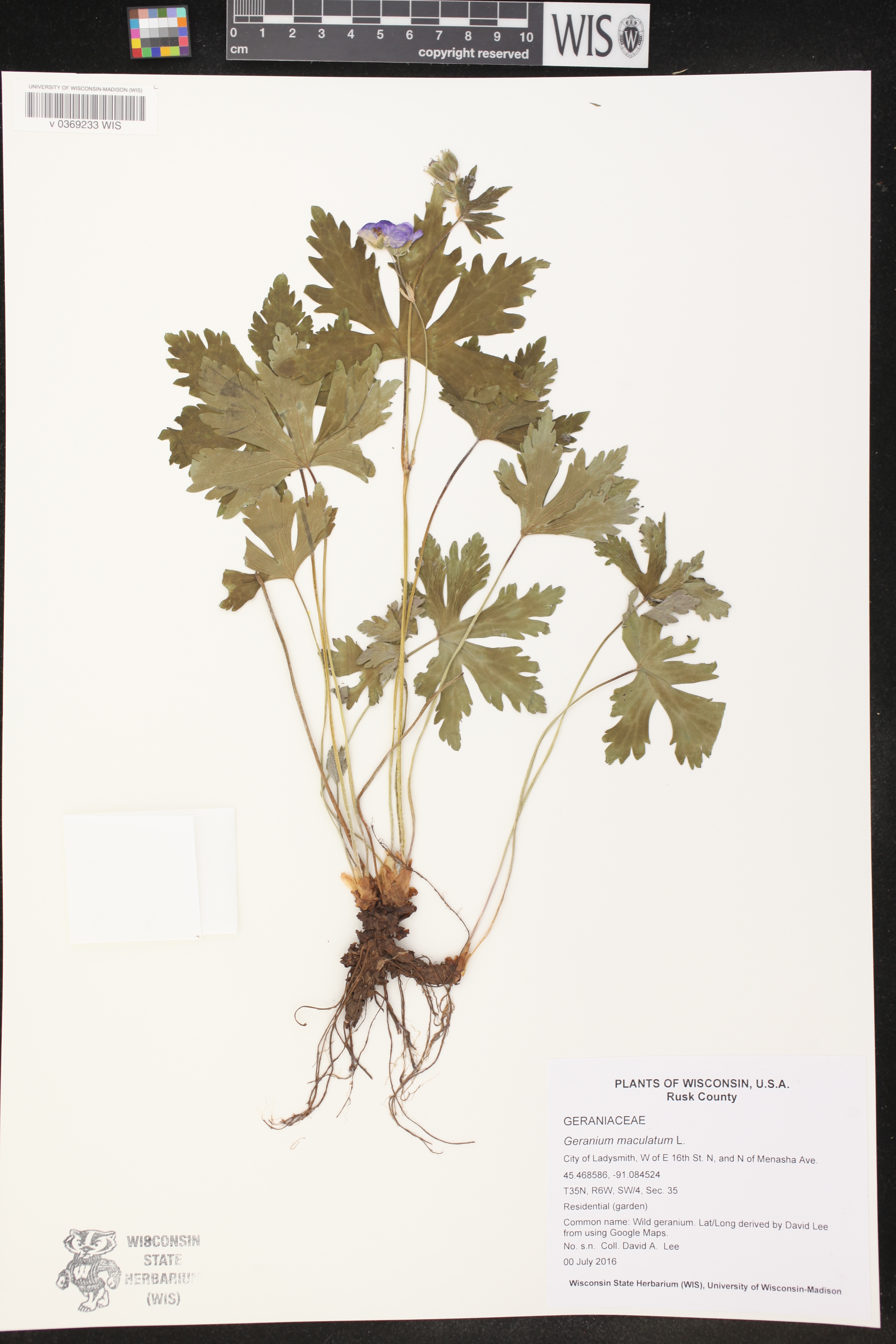 Geranium maculatum image