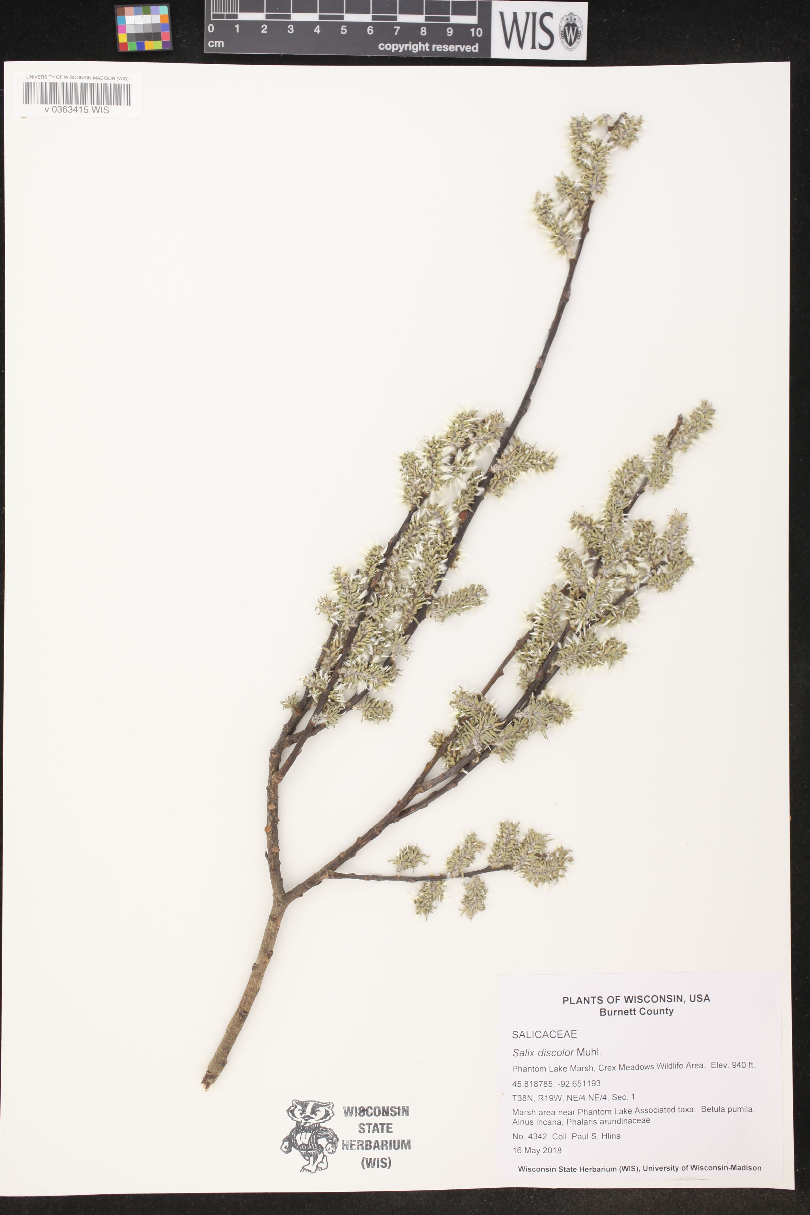 Salix discolor image