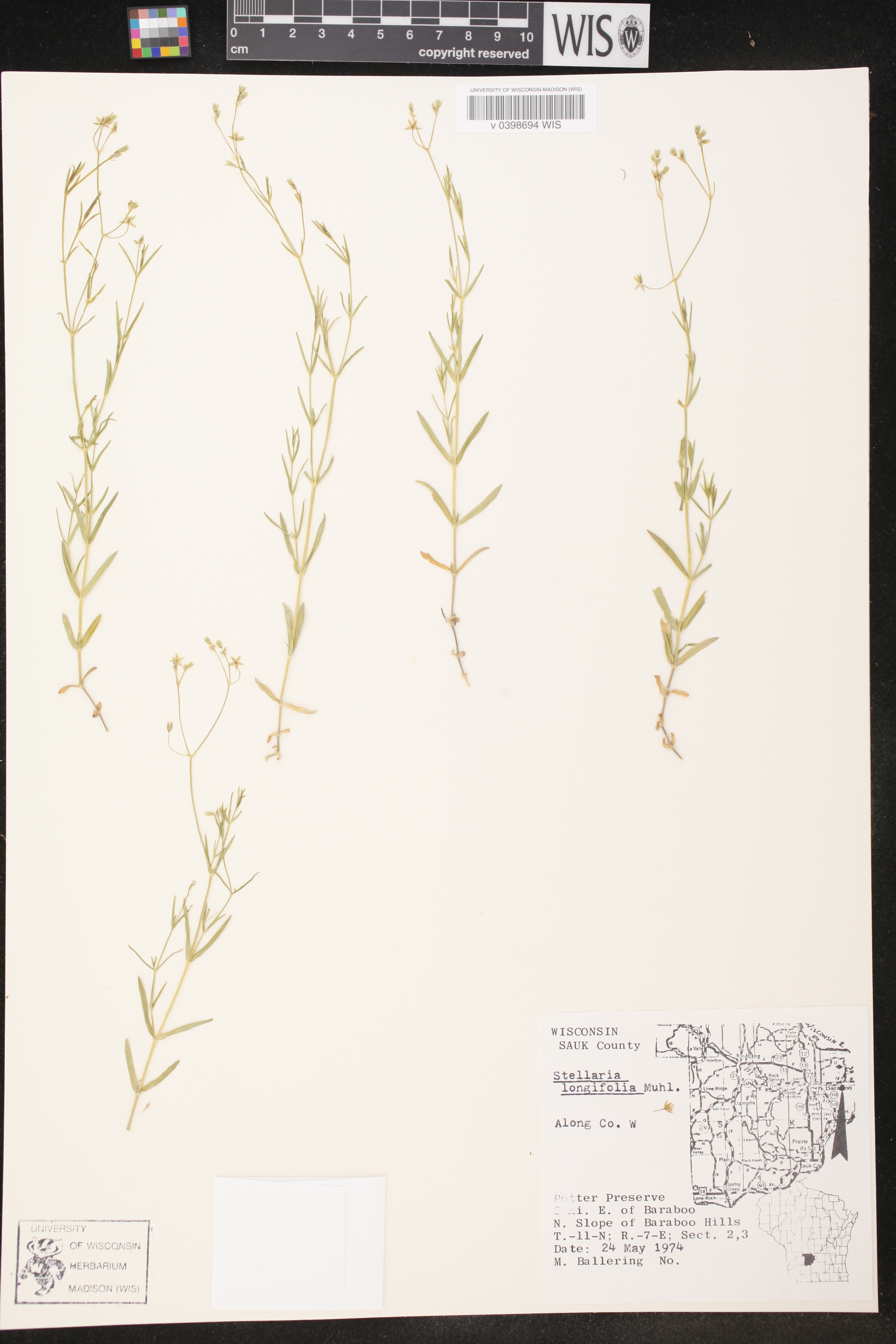 Stellaria longifolia image