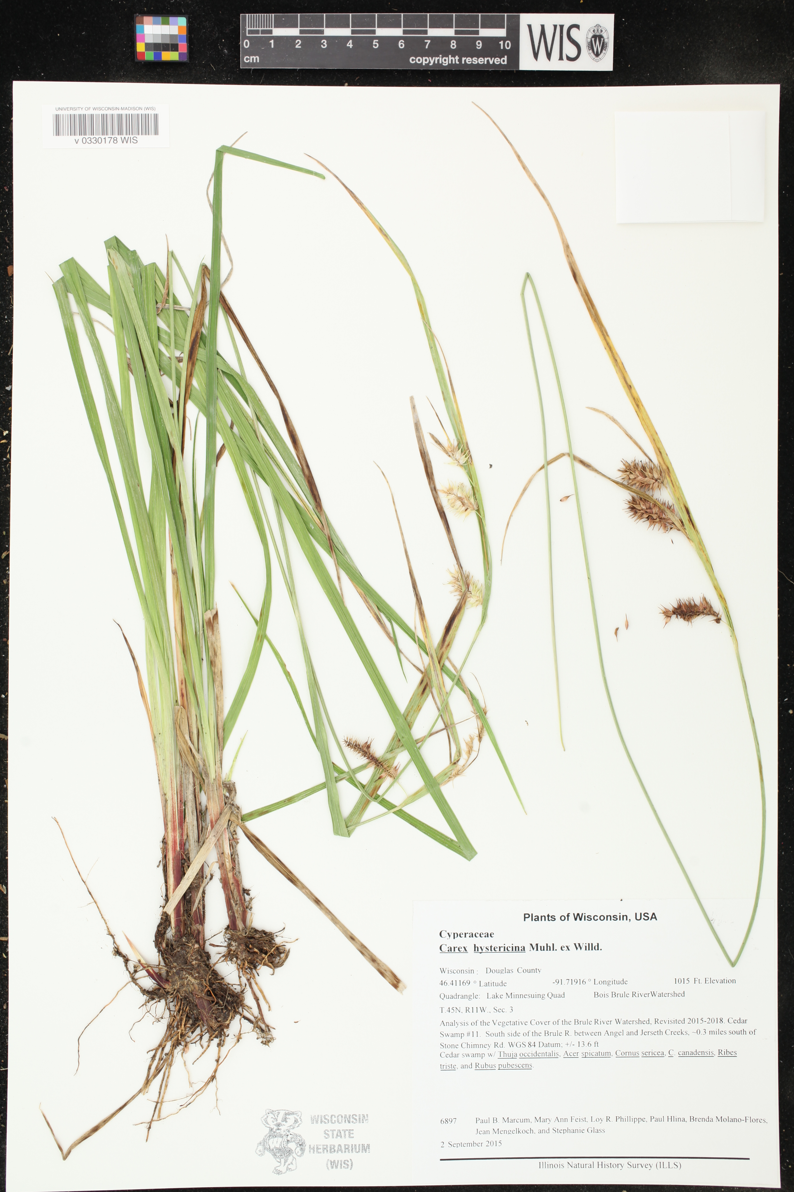 Carex hystericina image