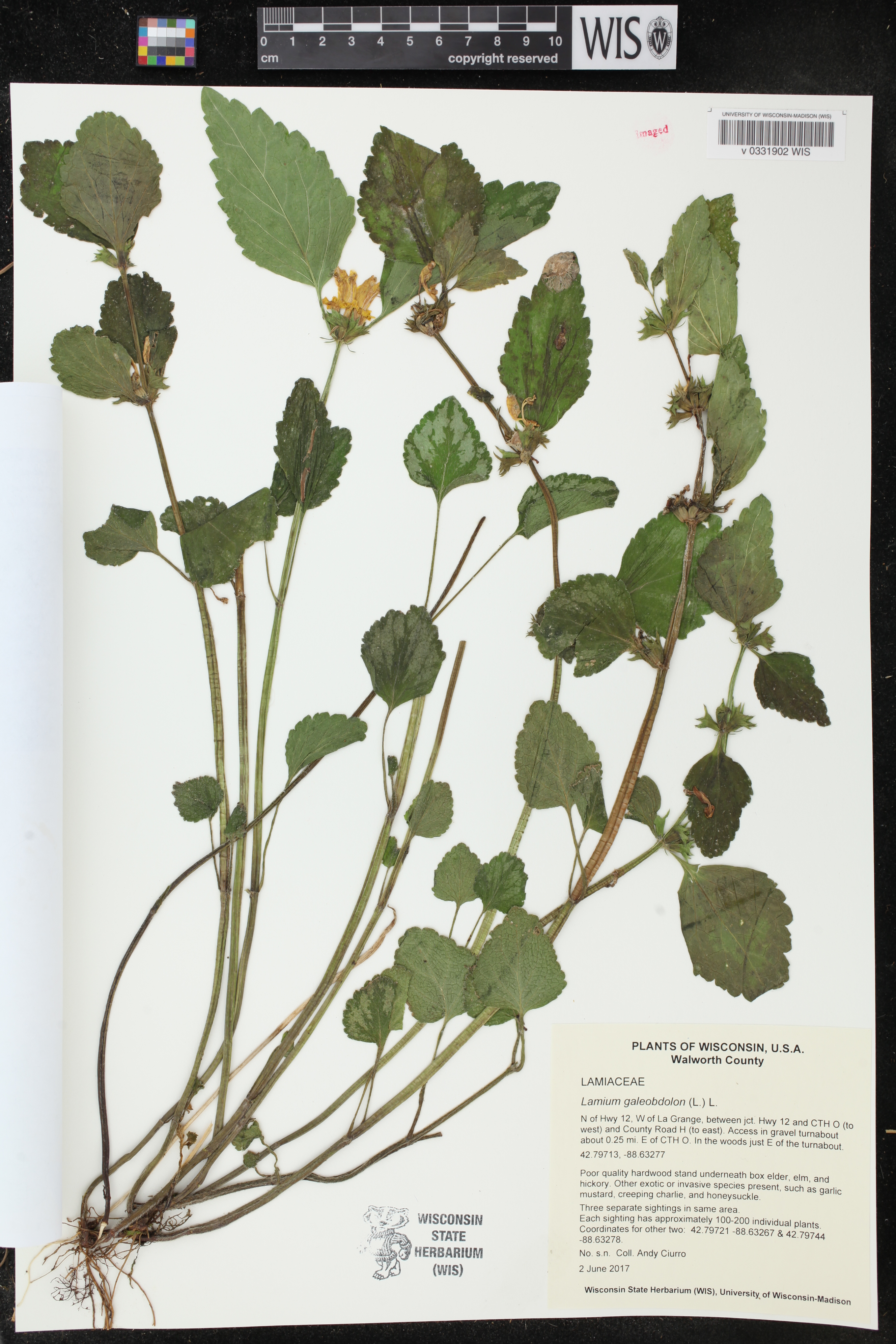 Lamium galeobdolon image