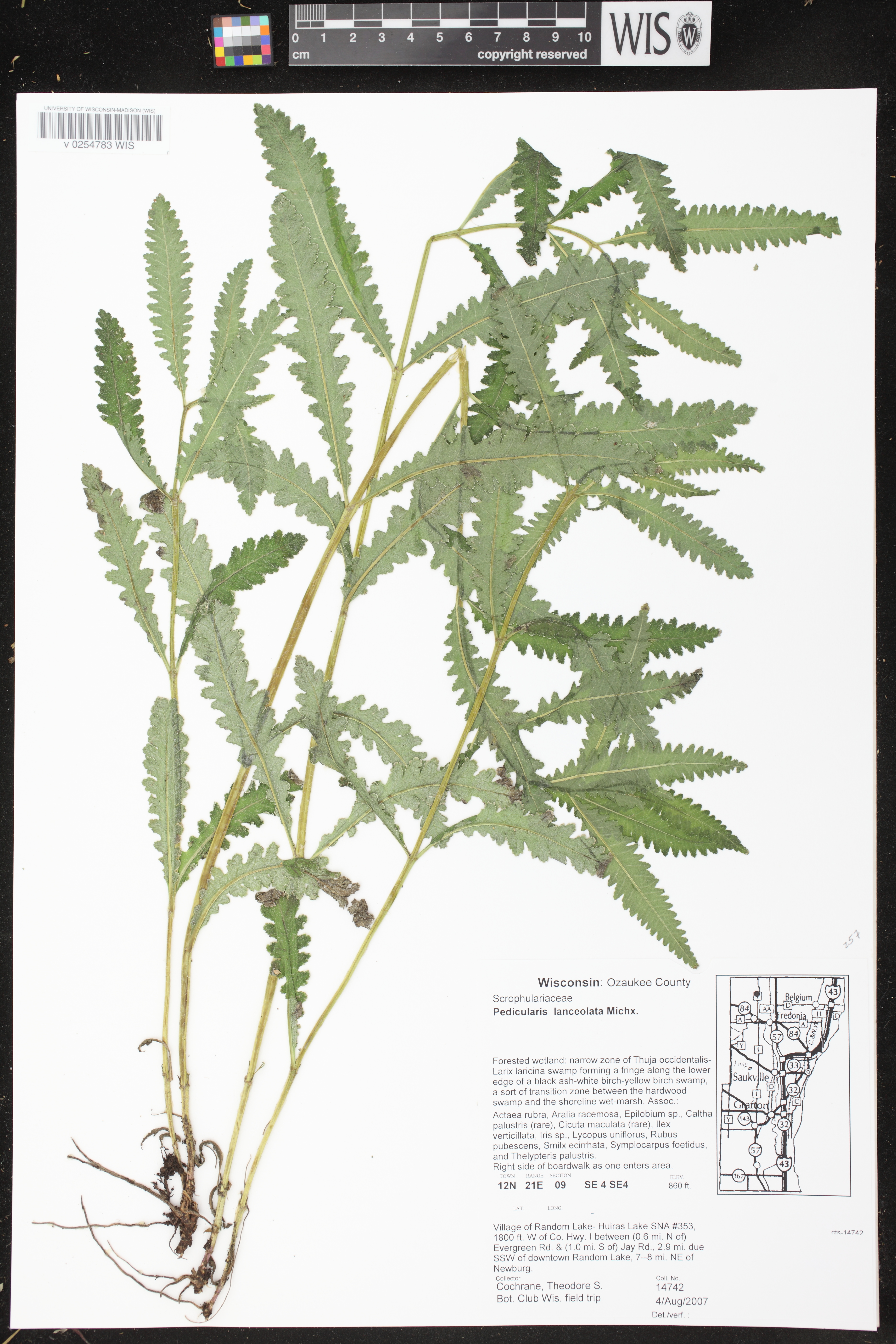 Pedicularis lanceolata image