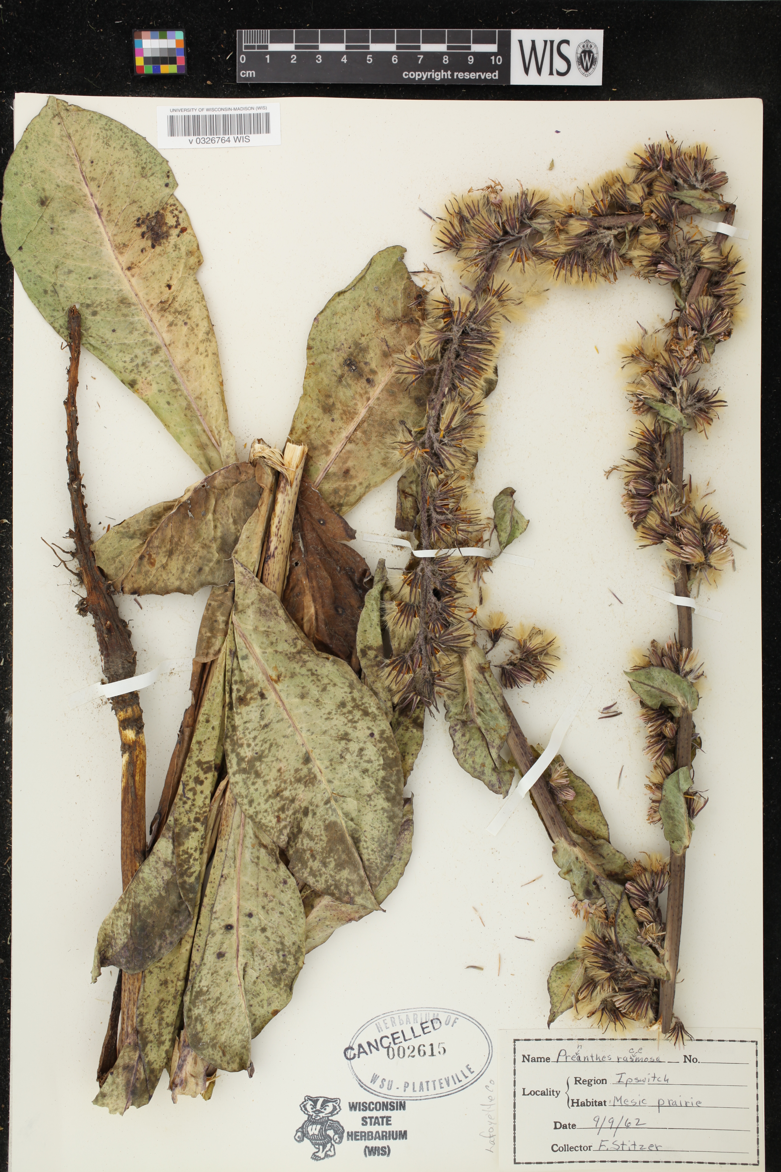Prenanthes racemosa image