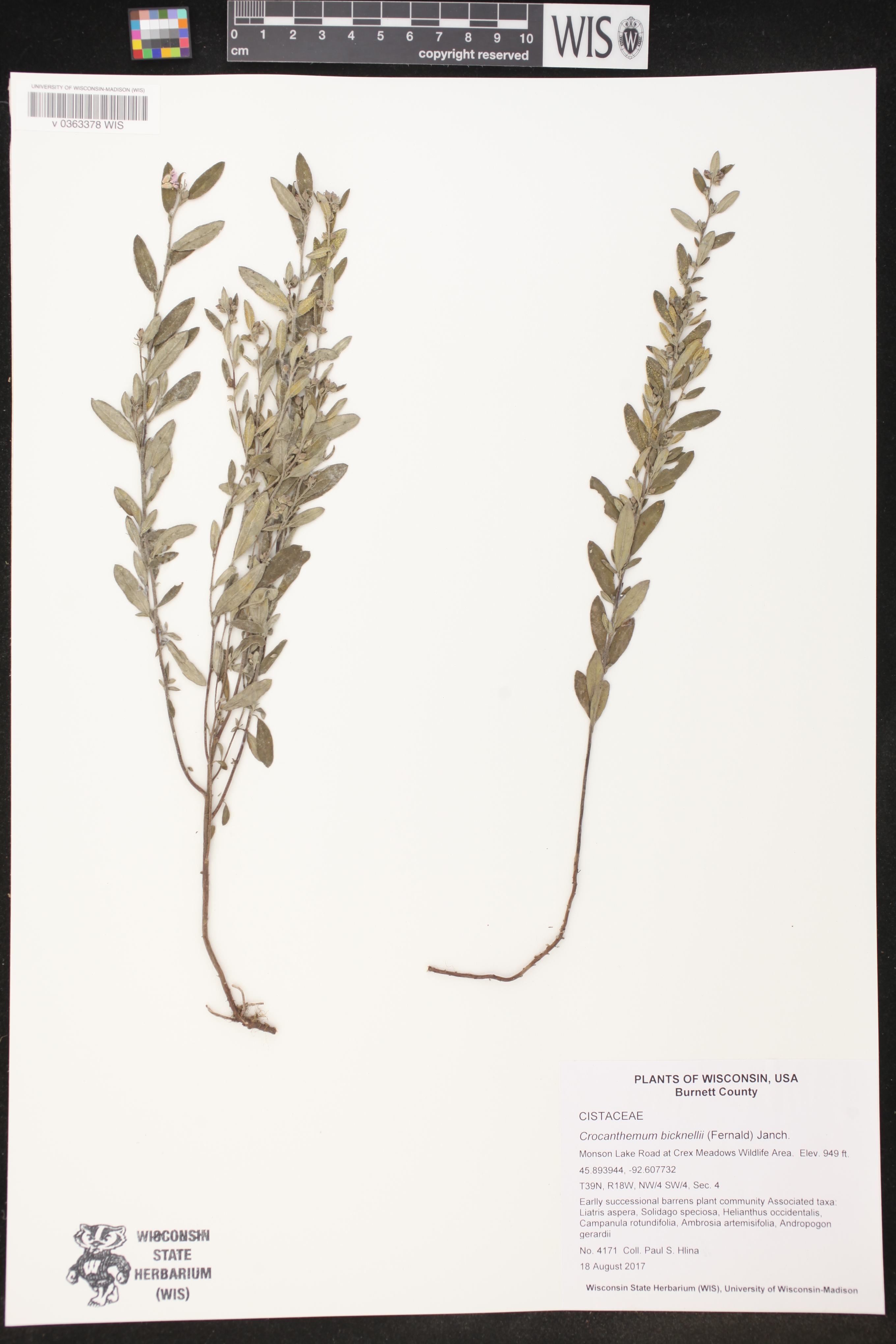 Crocanthemum bicknellii image