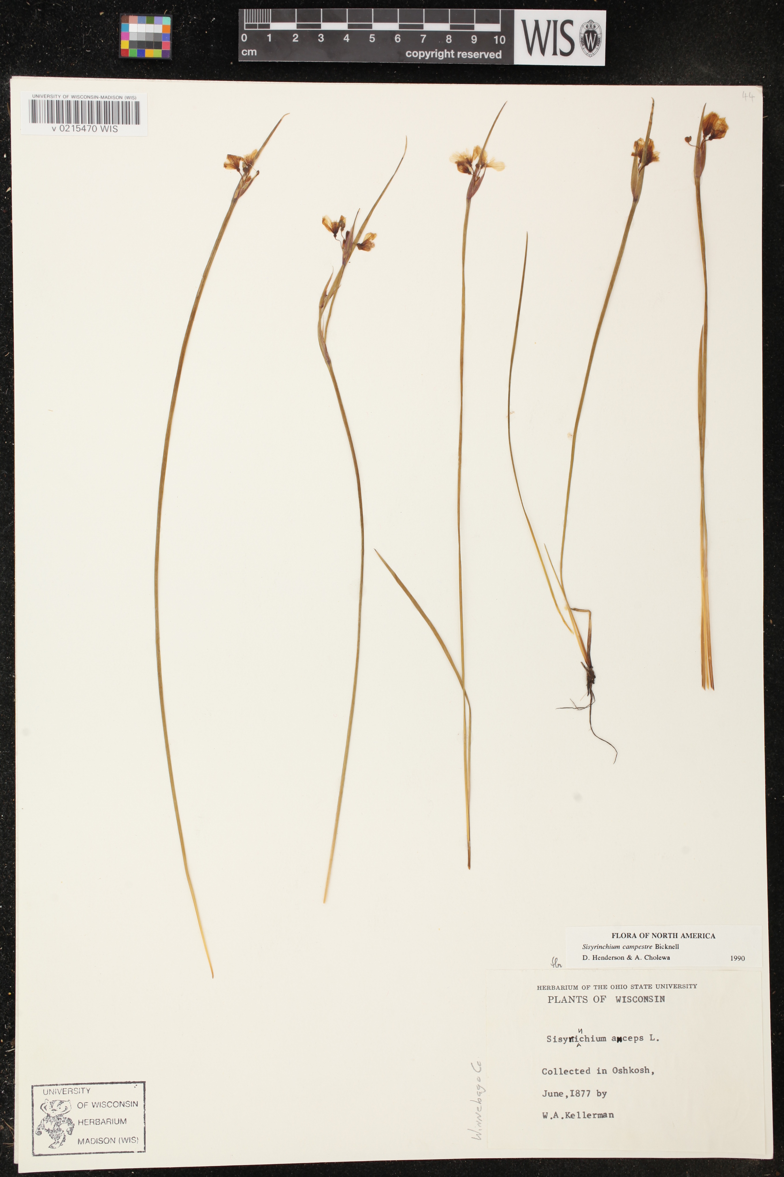 Sisyrinchium campestre image