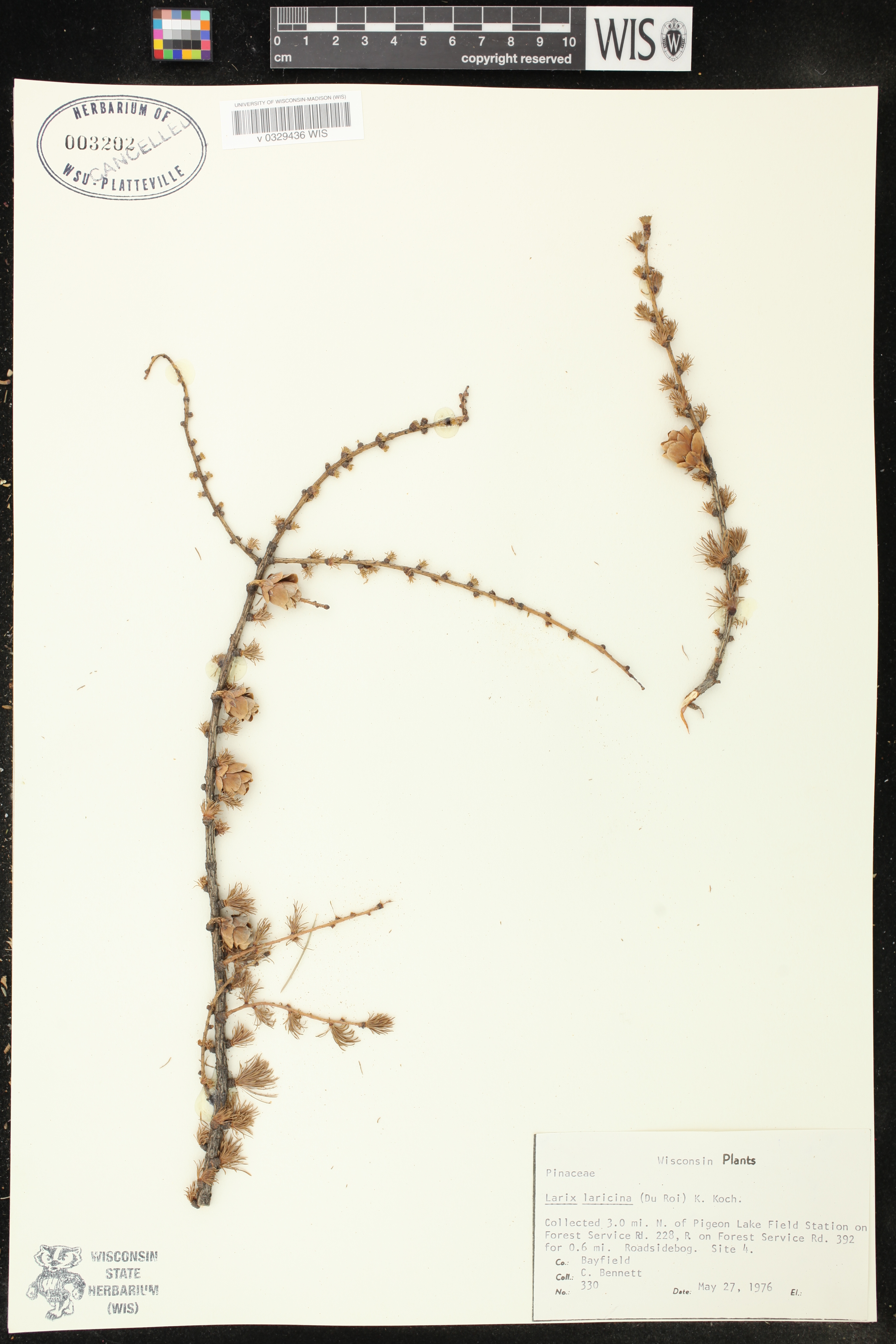 Larix laricina image
