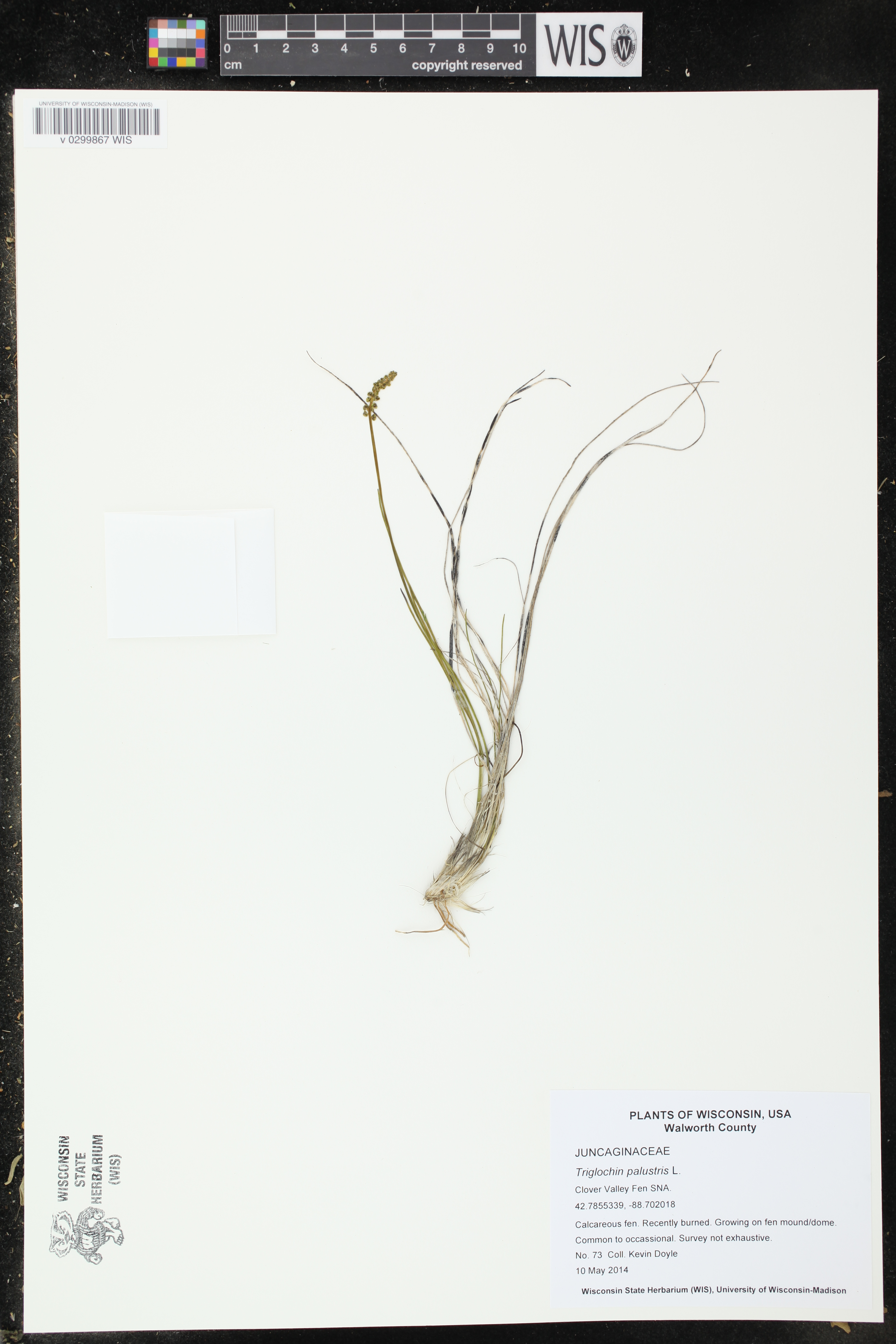 Triglochin palustris image