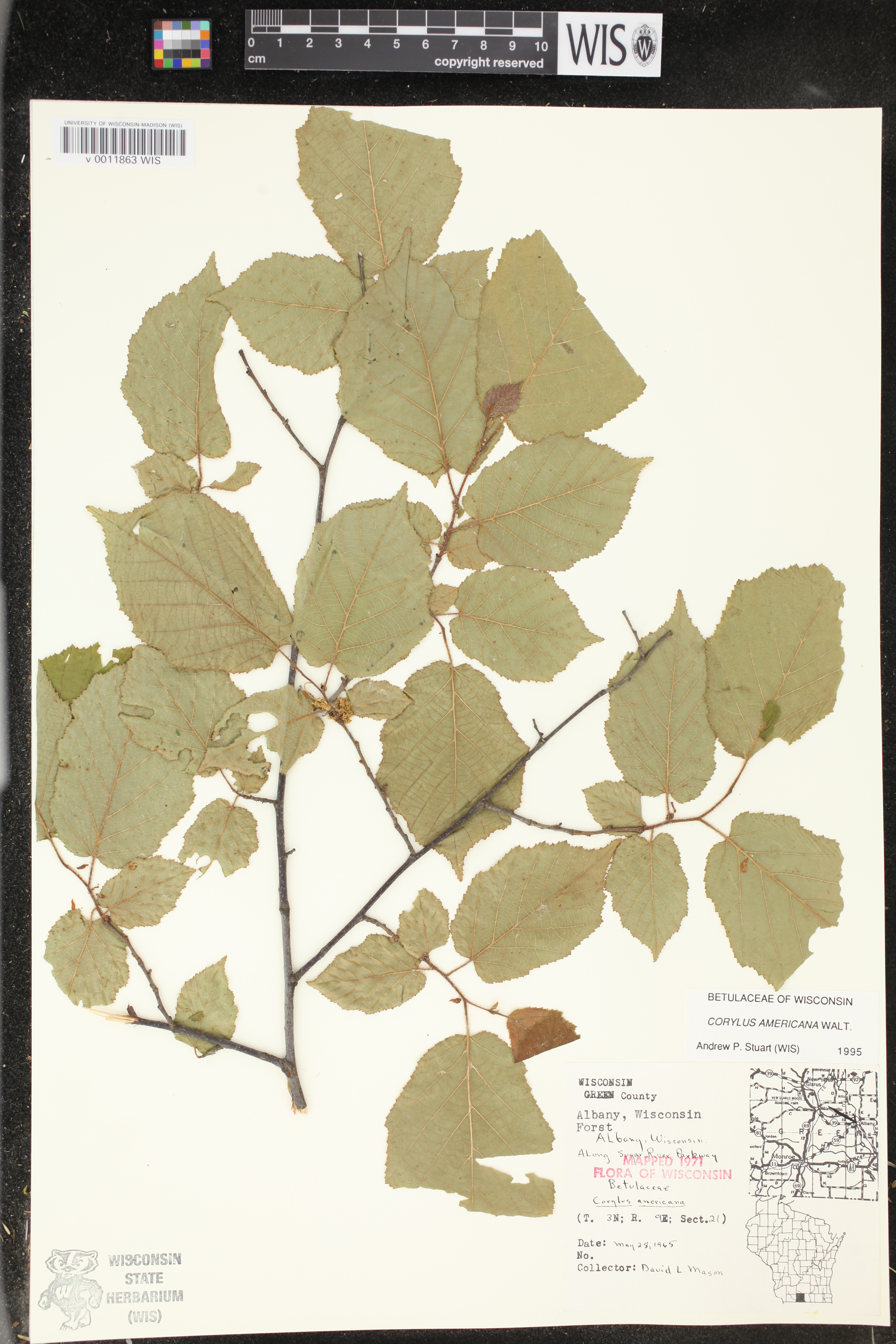 Corylus americana image