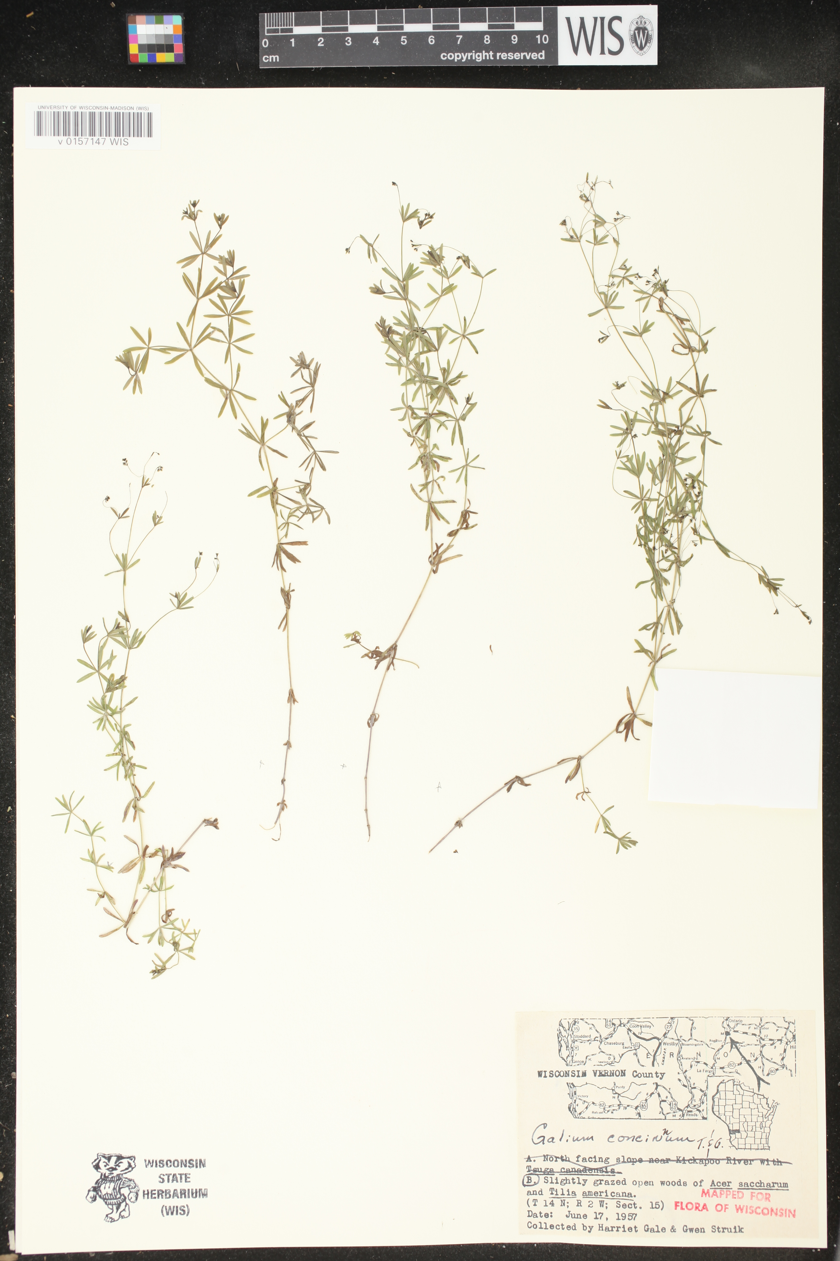 Galium concinnum image