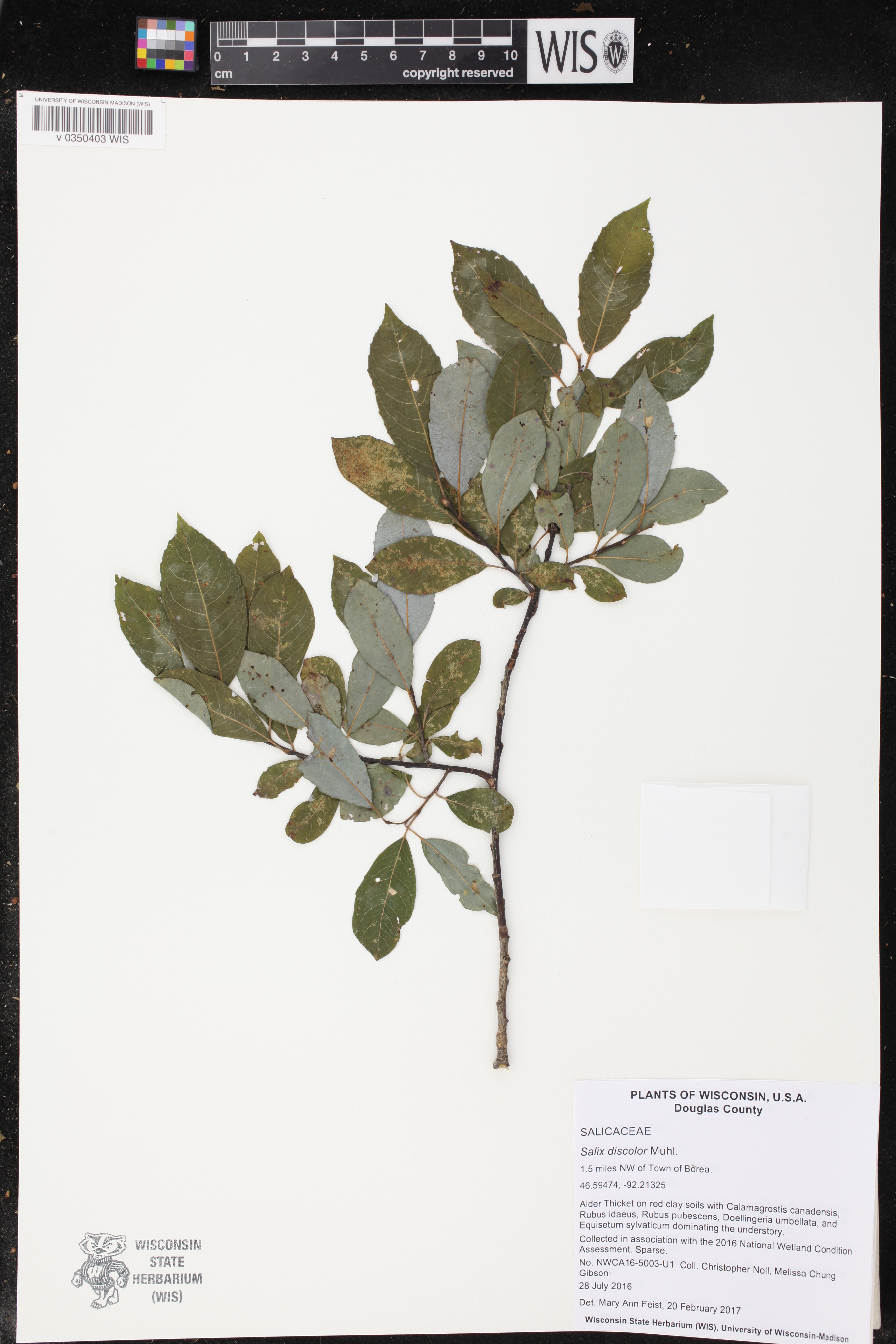 Salix discolor image