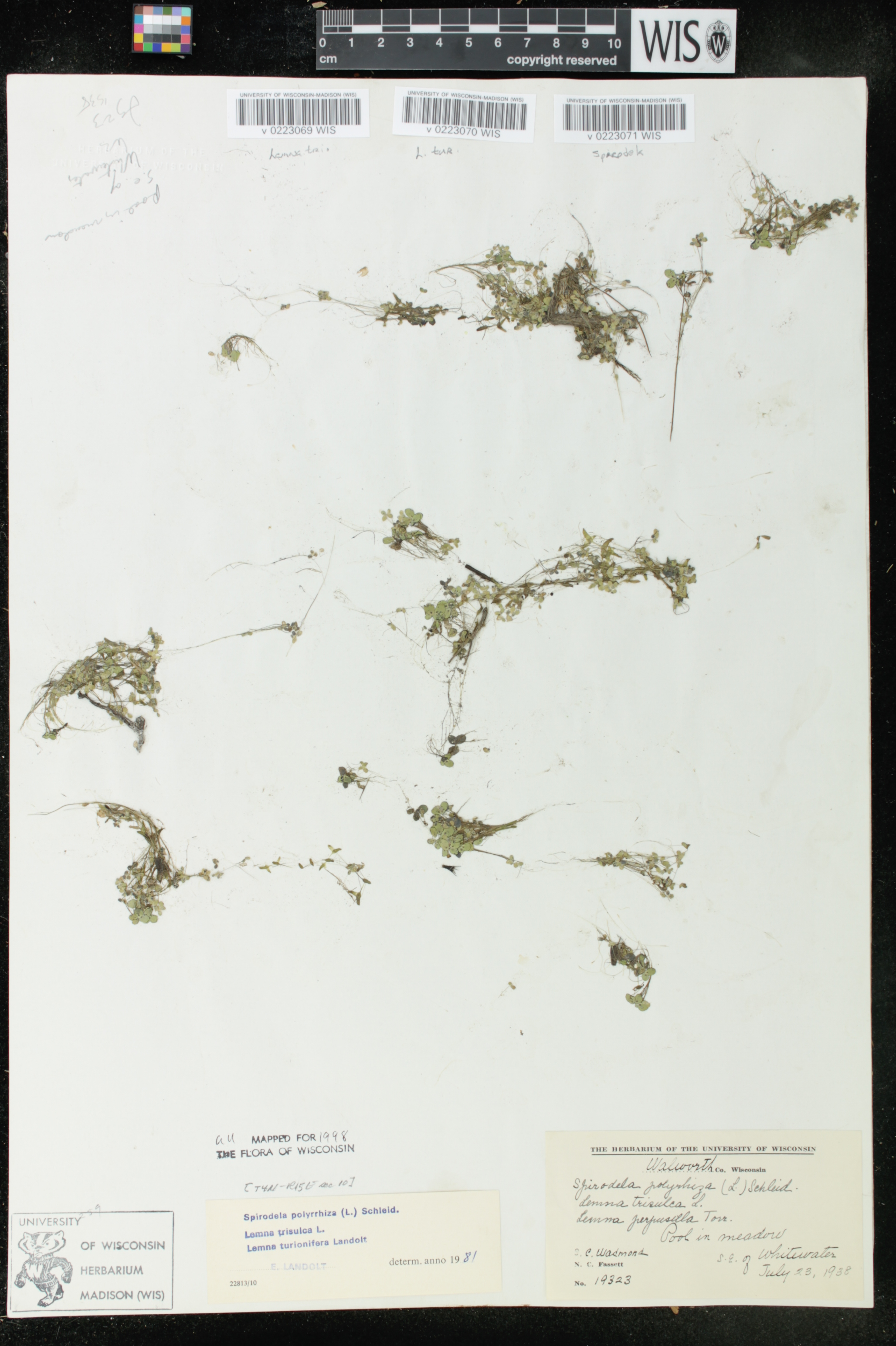 Lemna turionifera image