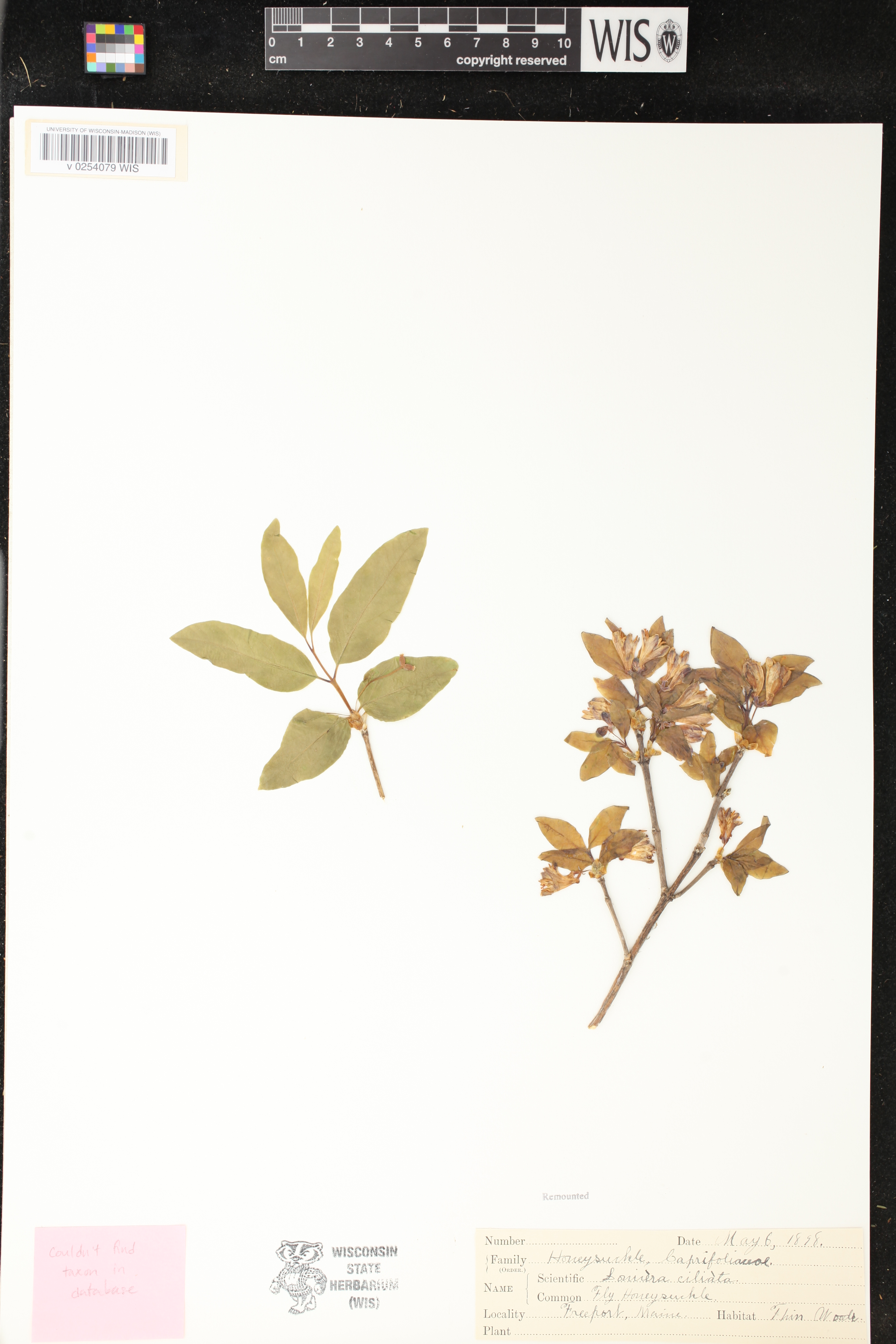 Lonicera ciliata image