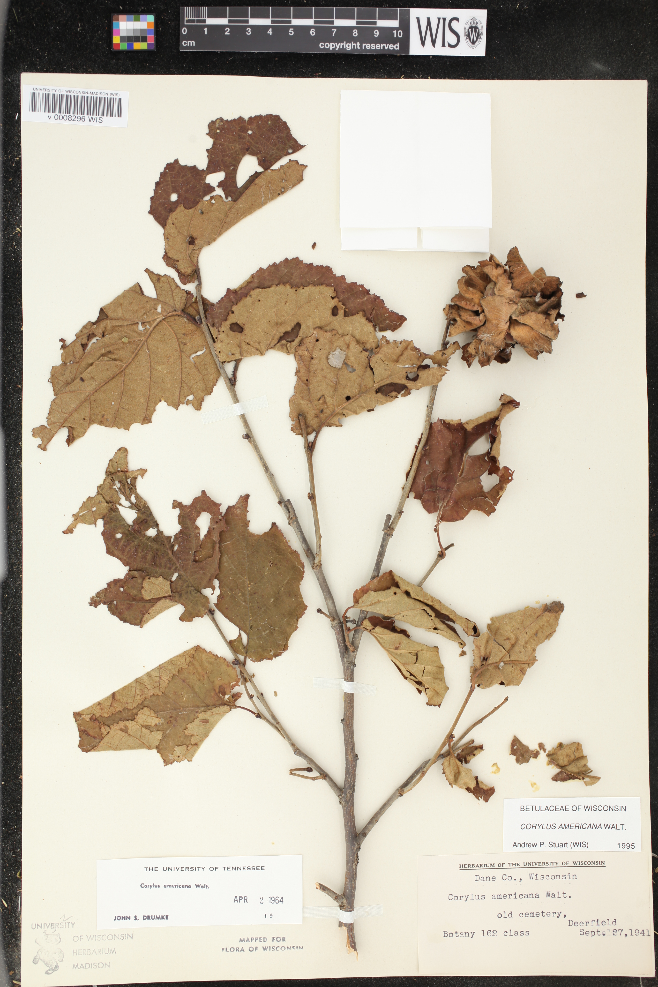Corylus americana image