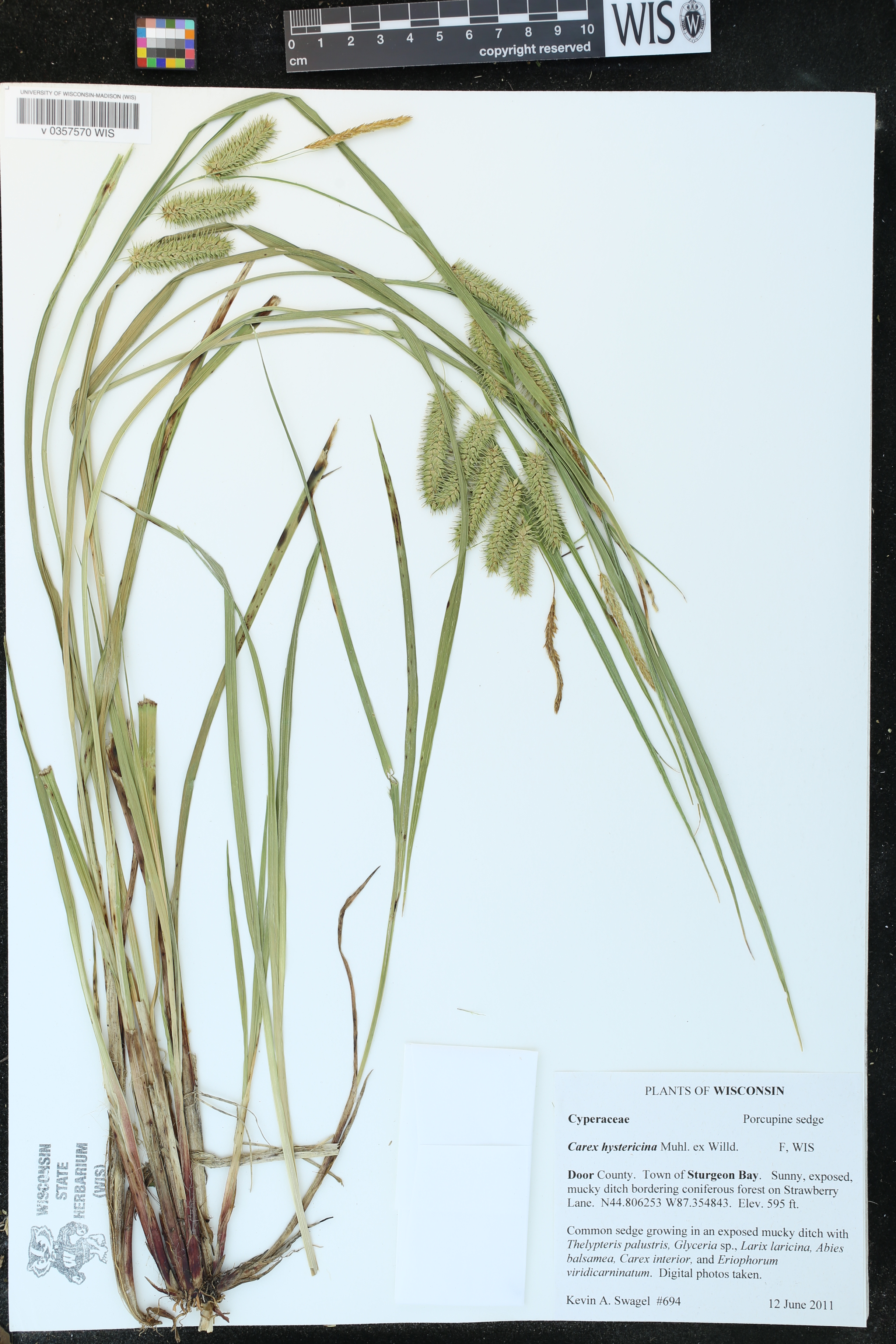 Carex hystericina image