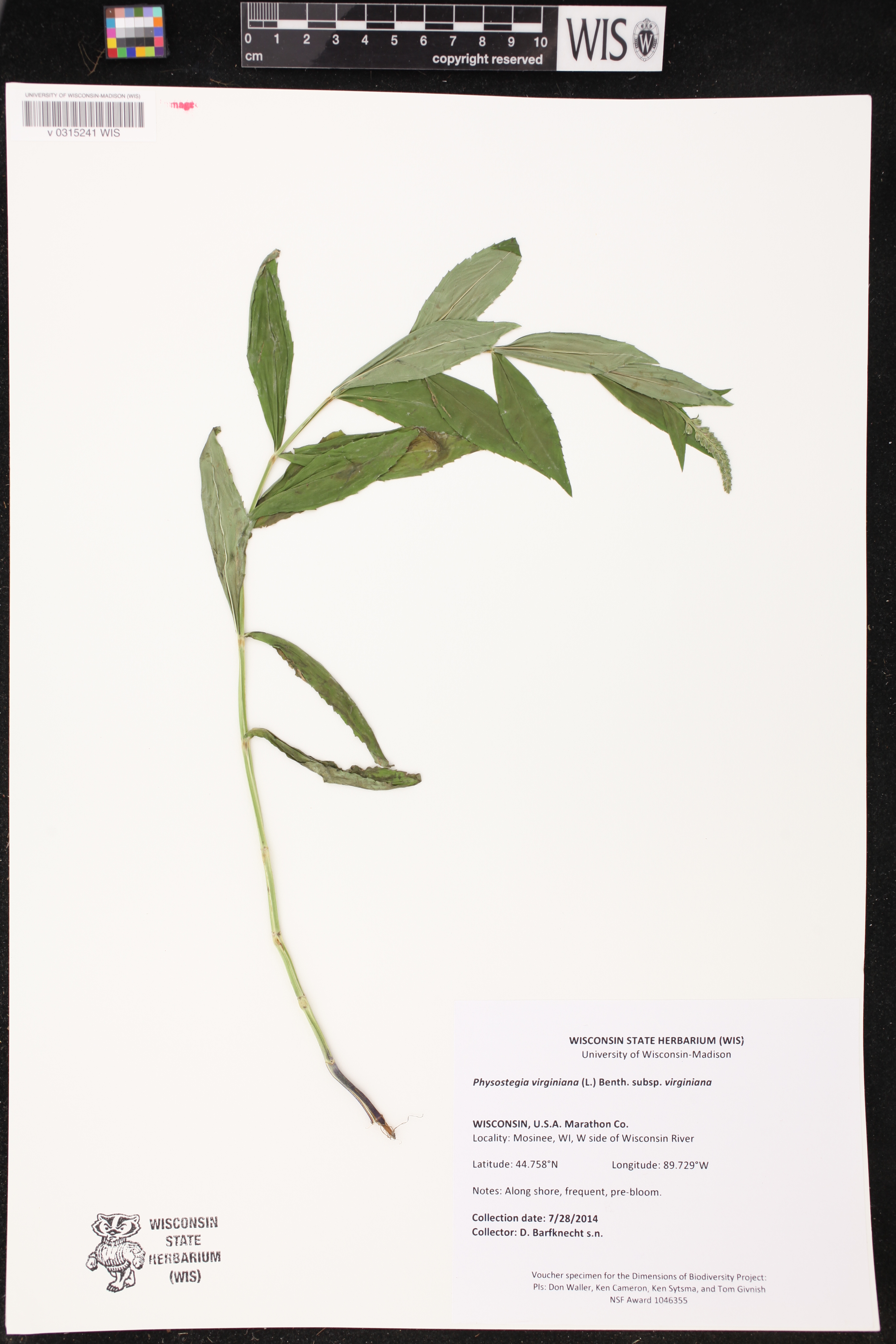 Physostegia virginiana subsp. virginiana image