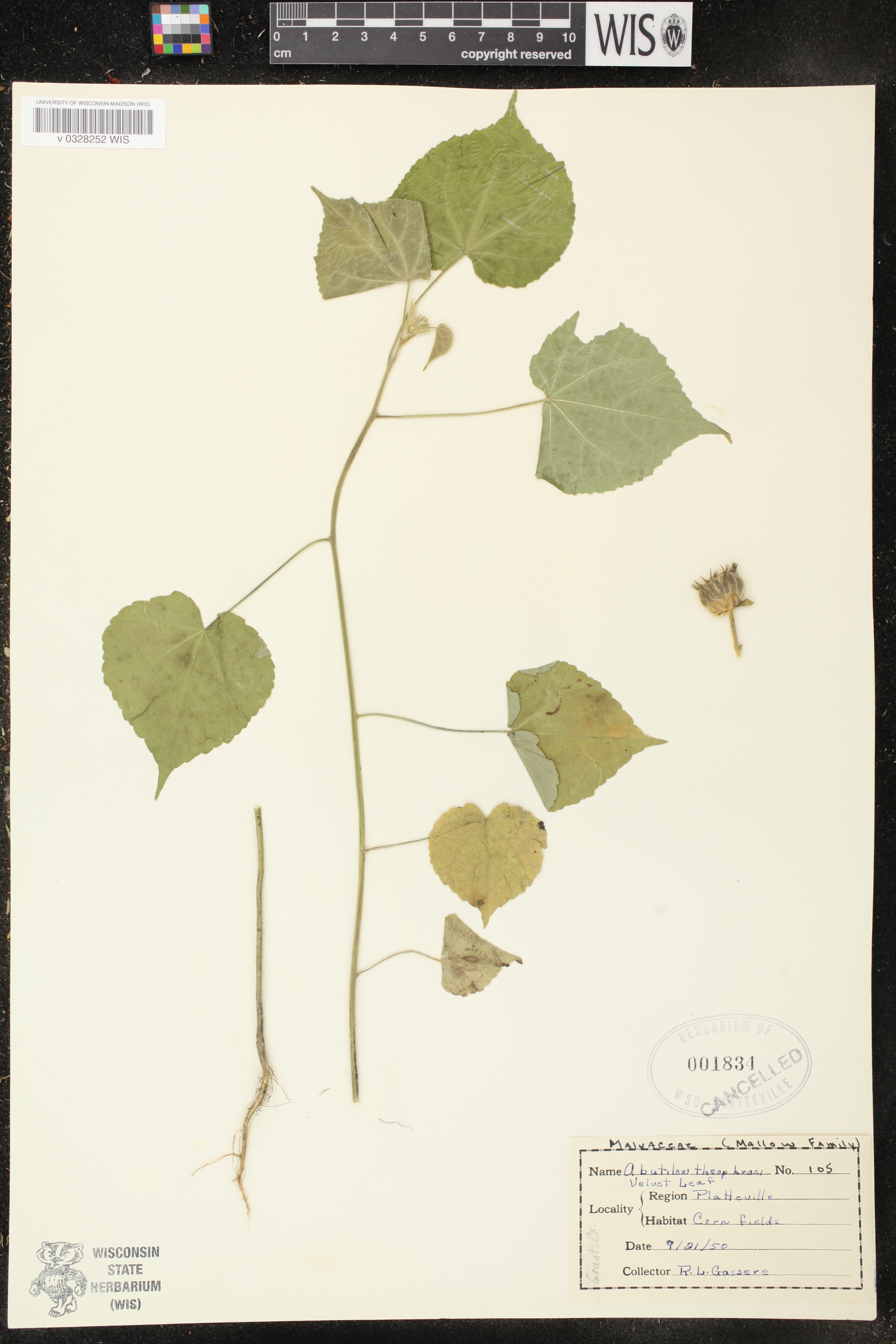 Abutilon theophrasti image