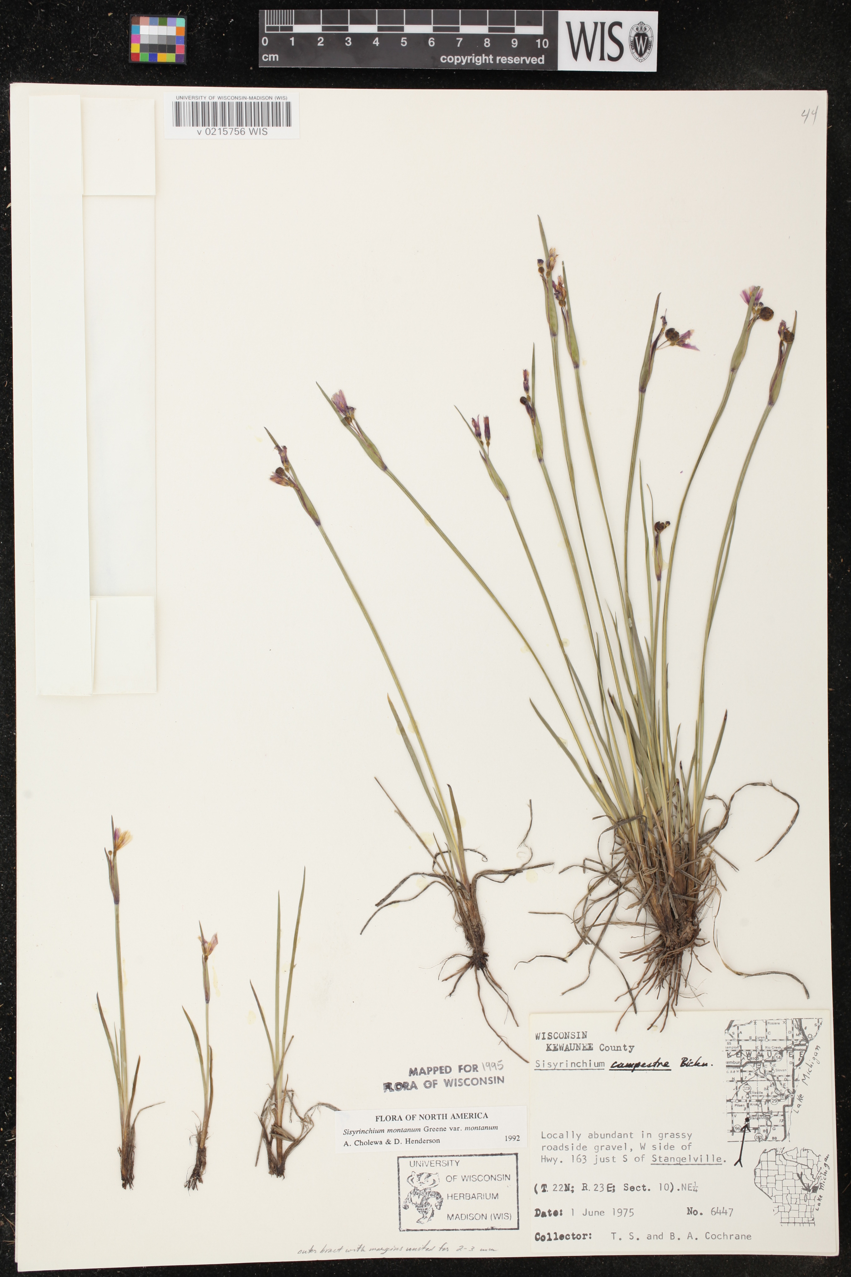 Sisyrinchium montanum image