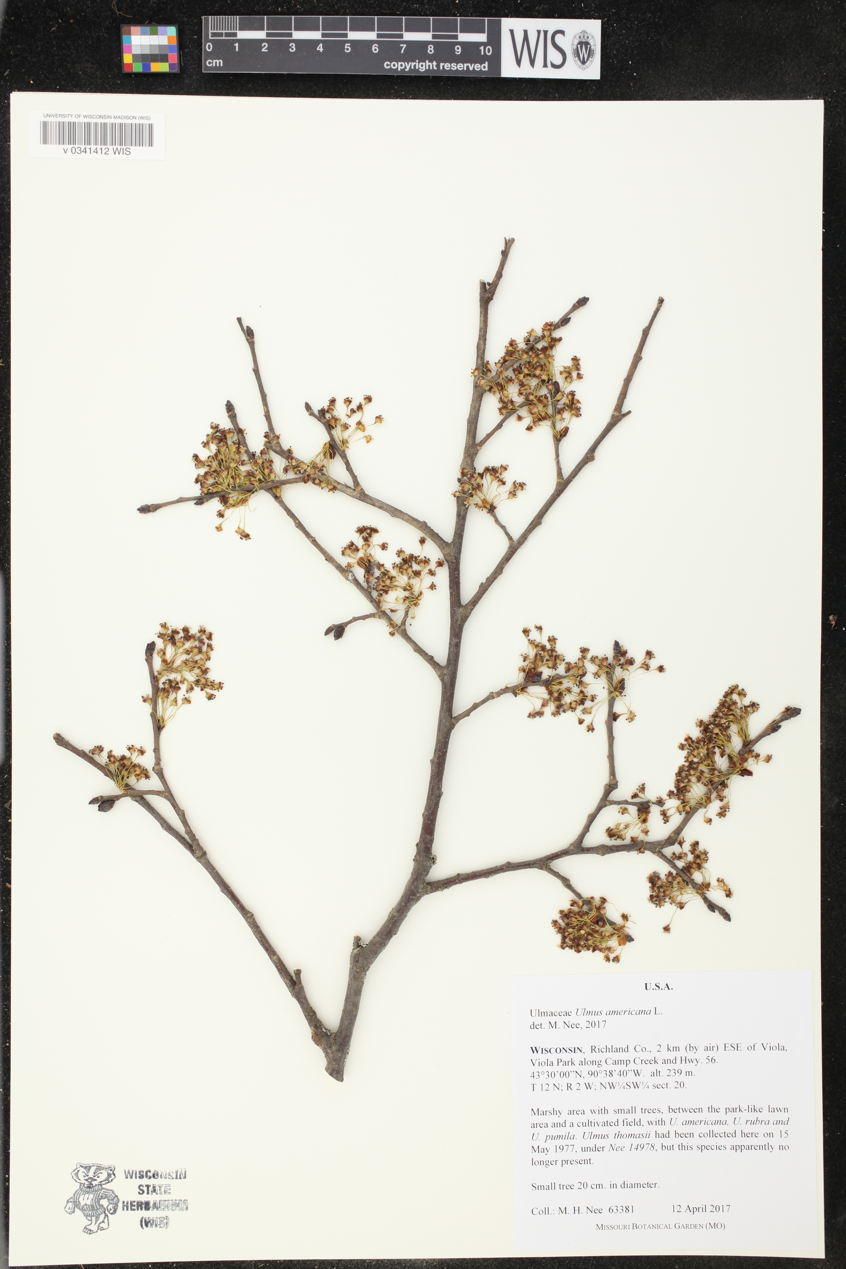 Ulmus americana image