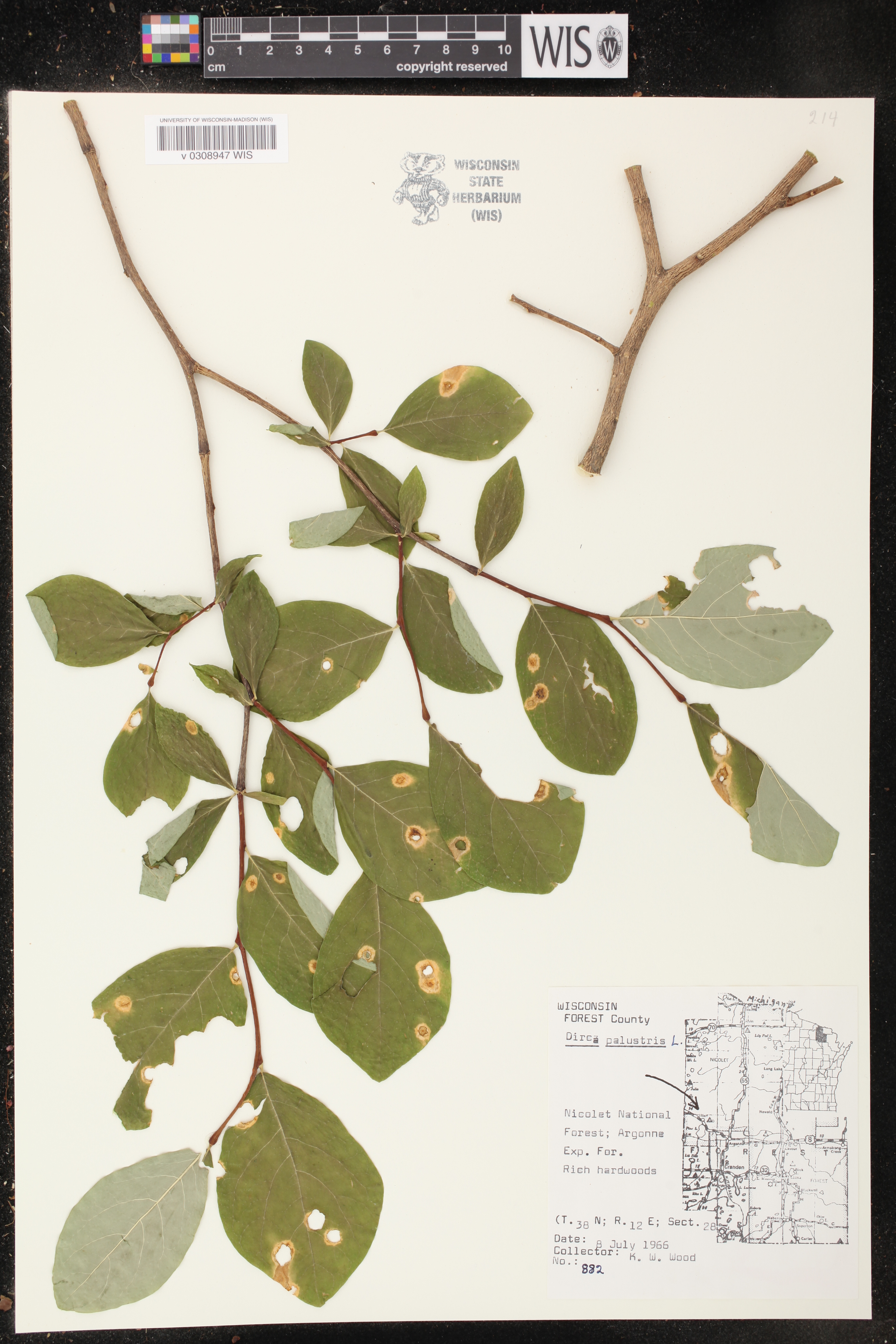 Dirca palustris image