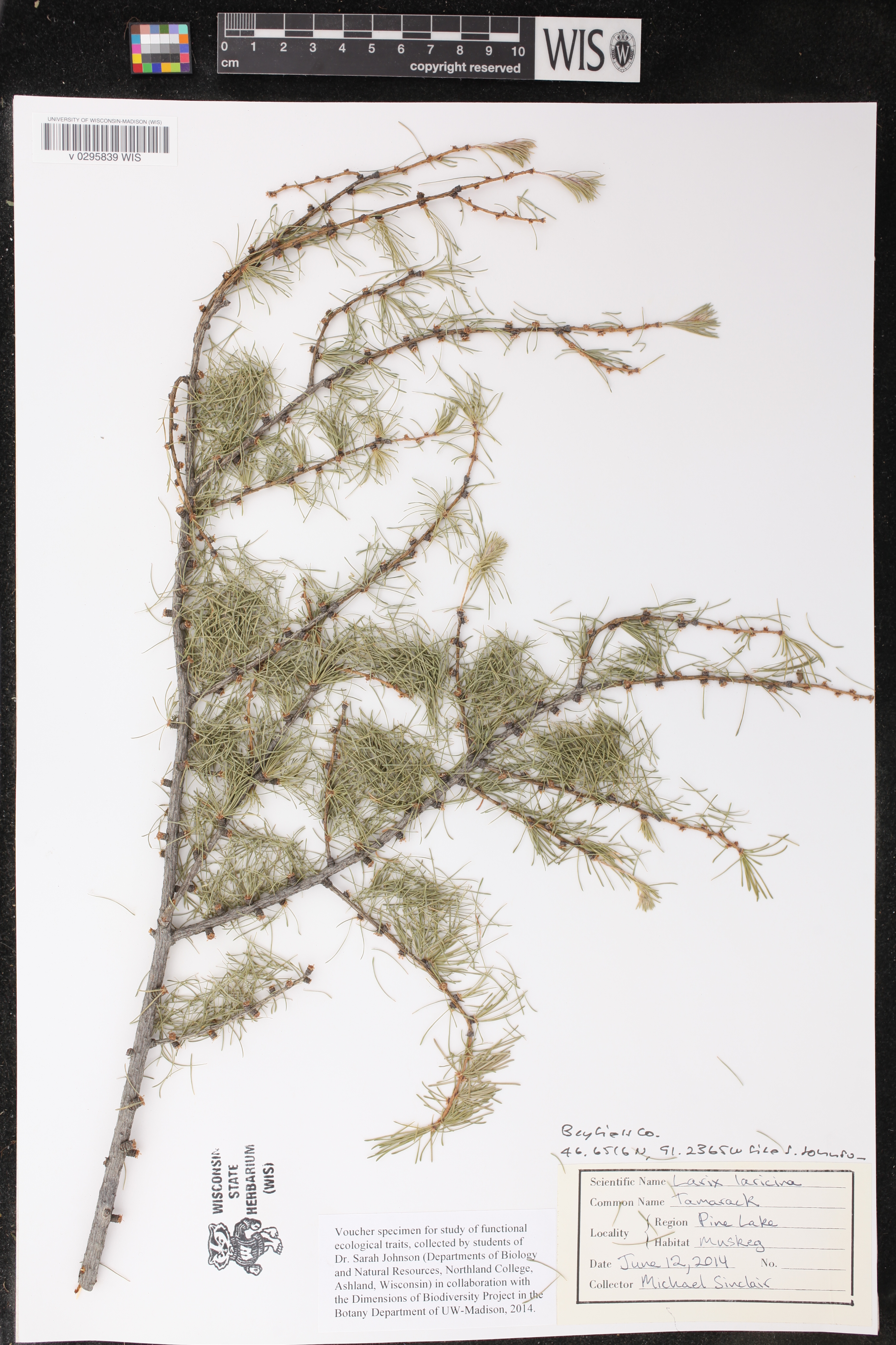 Larix laricina image