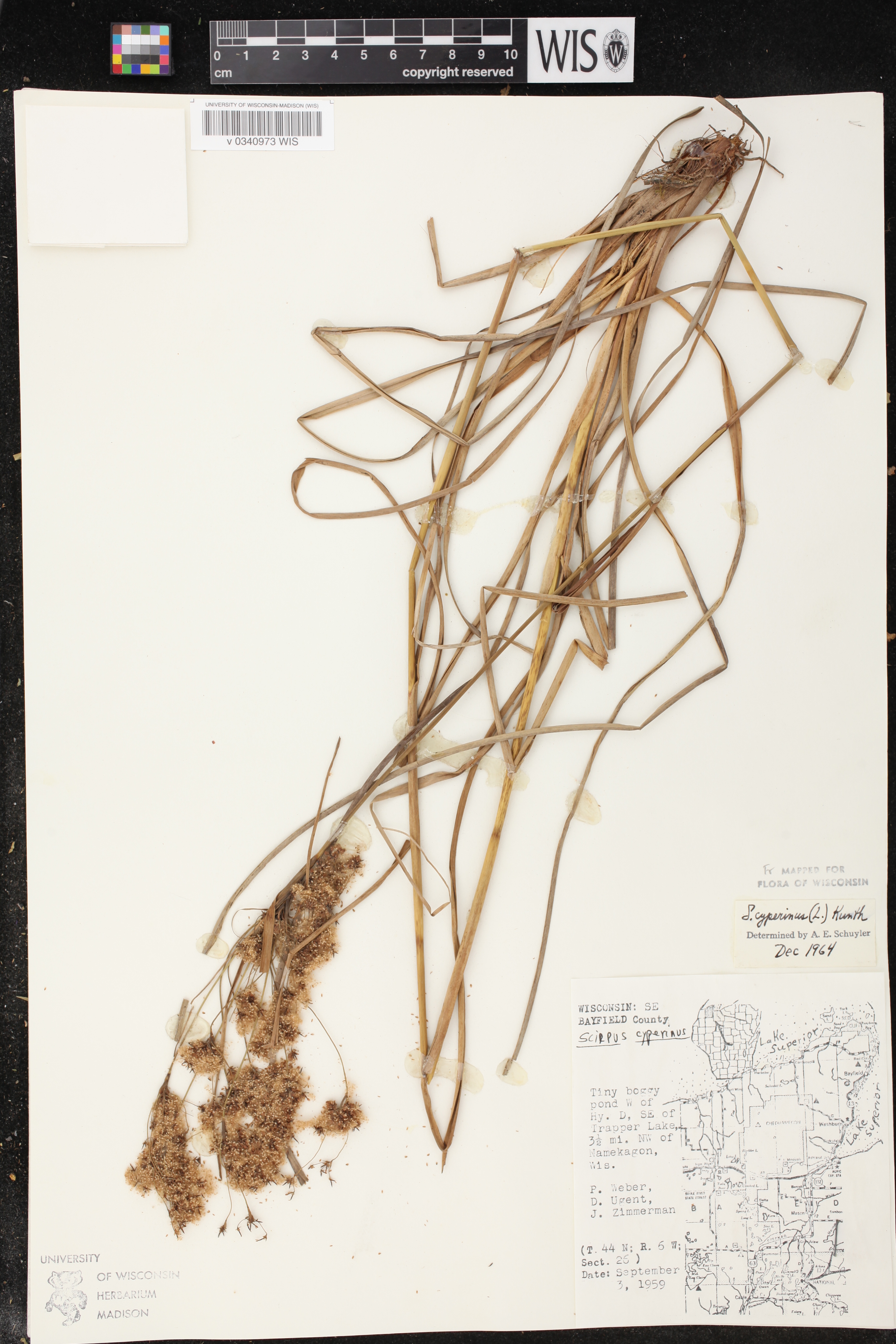Scirpus cyperinus image