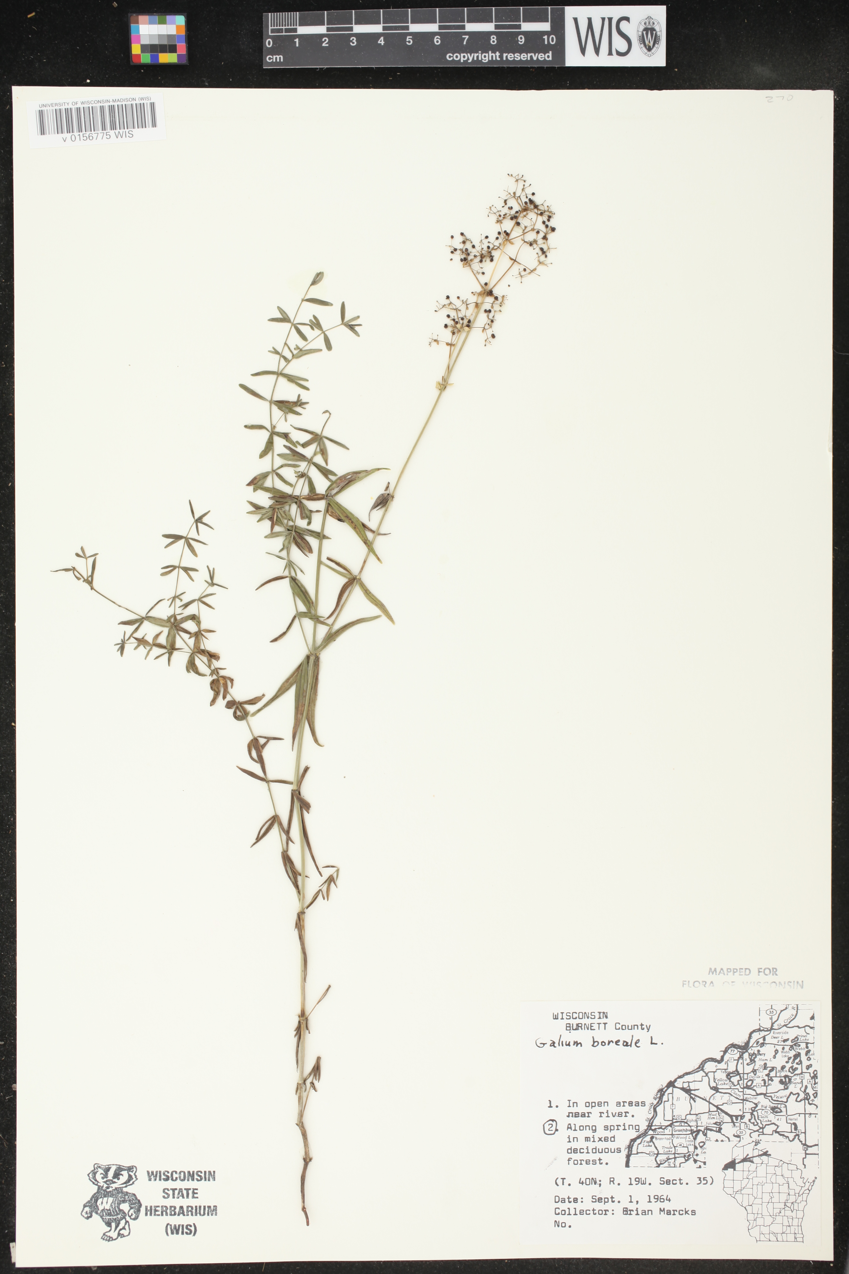 Galium boreale image