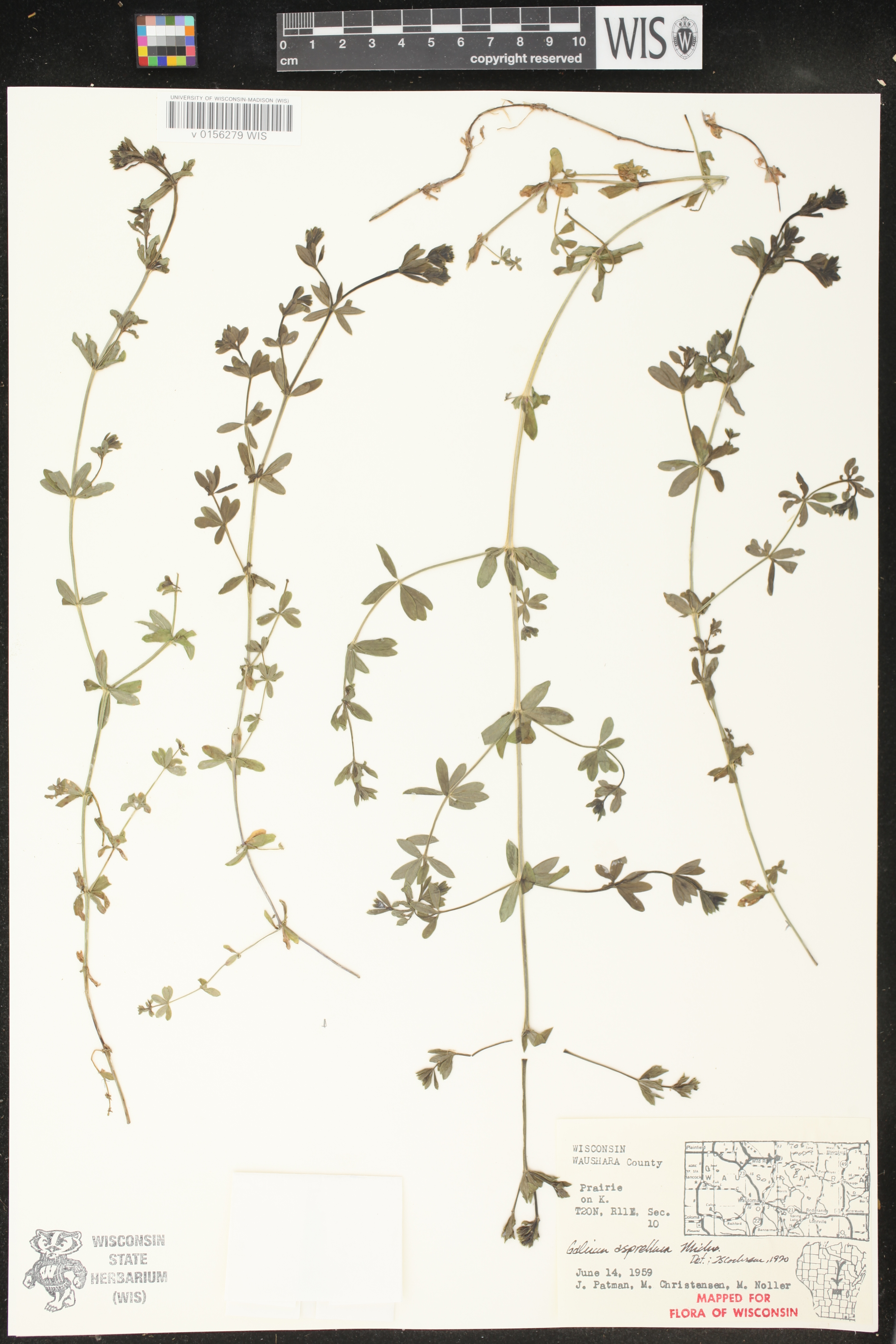 Galium asprellum image