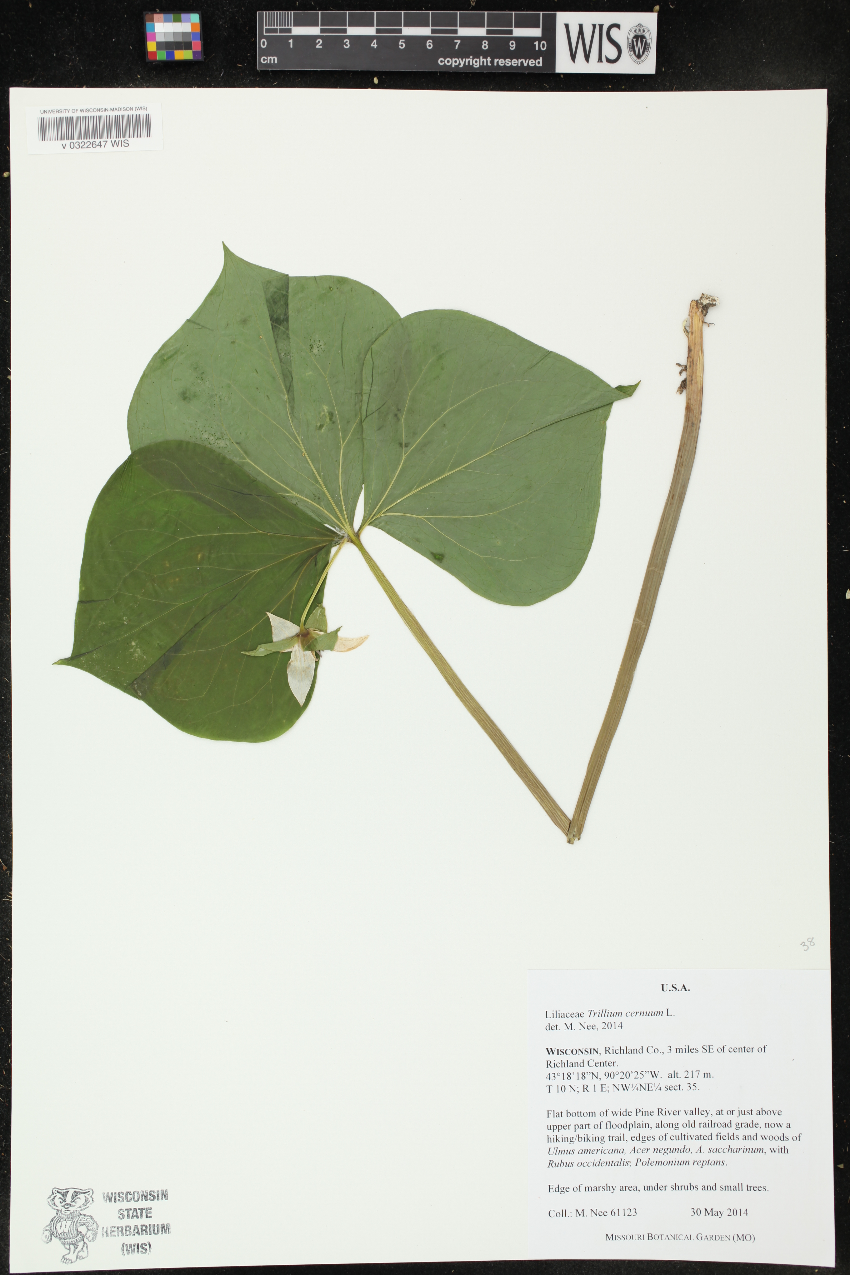 Trillium cernuum image