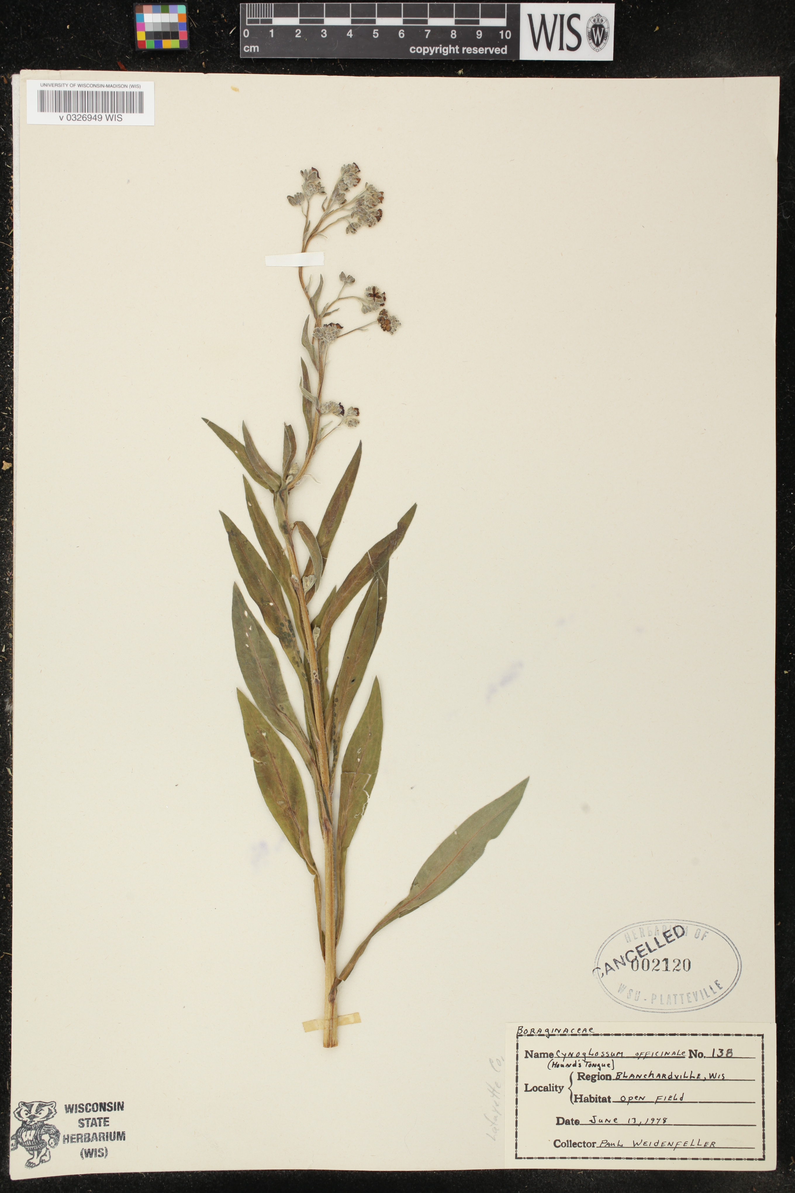 Cynoglossum officinale image