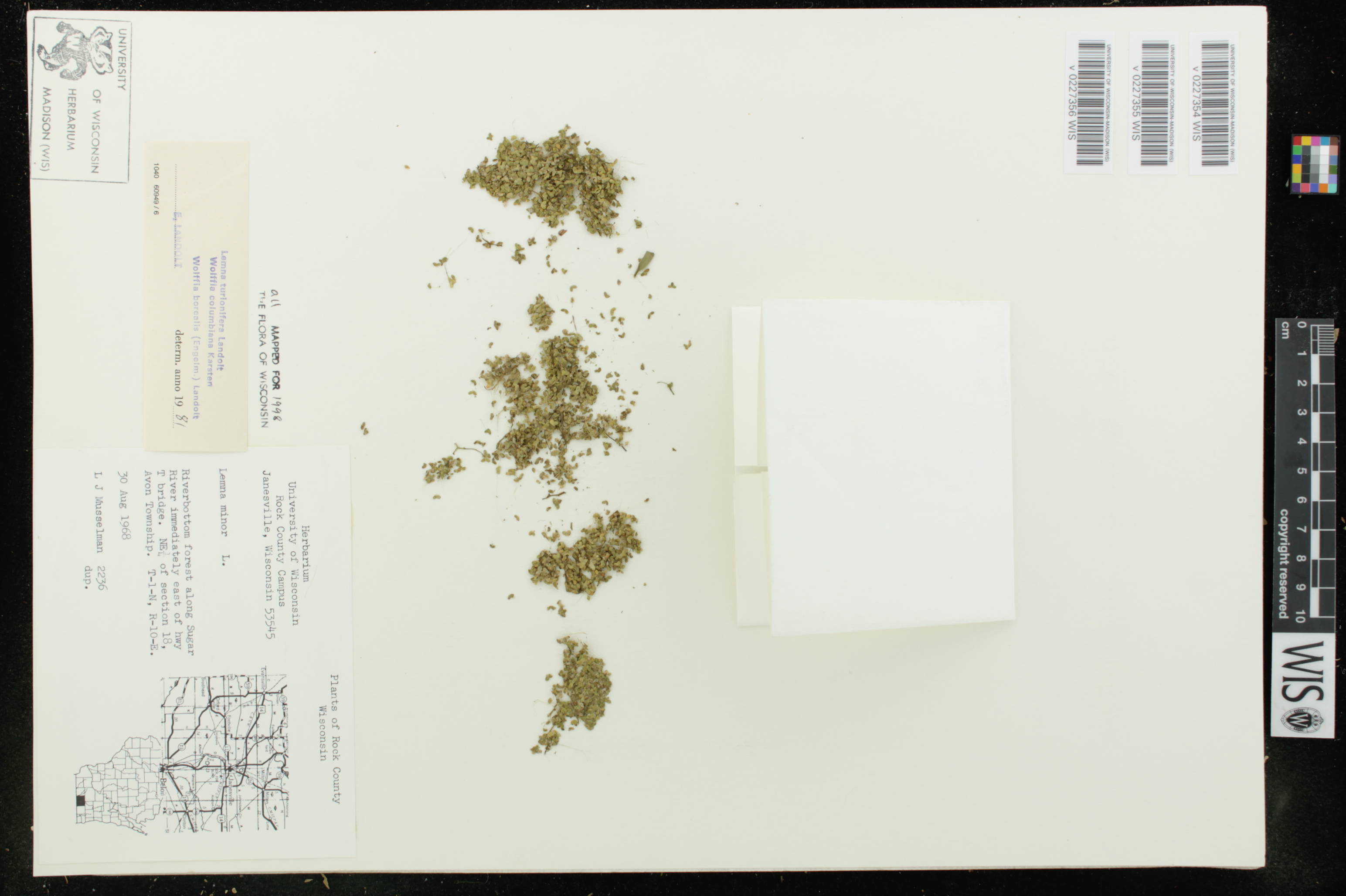 Lemna turionifera image