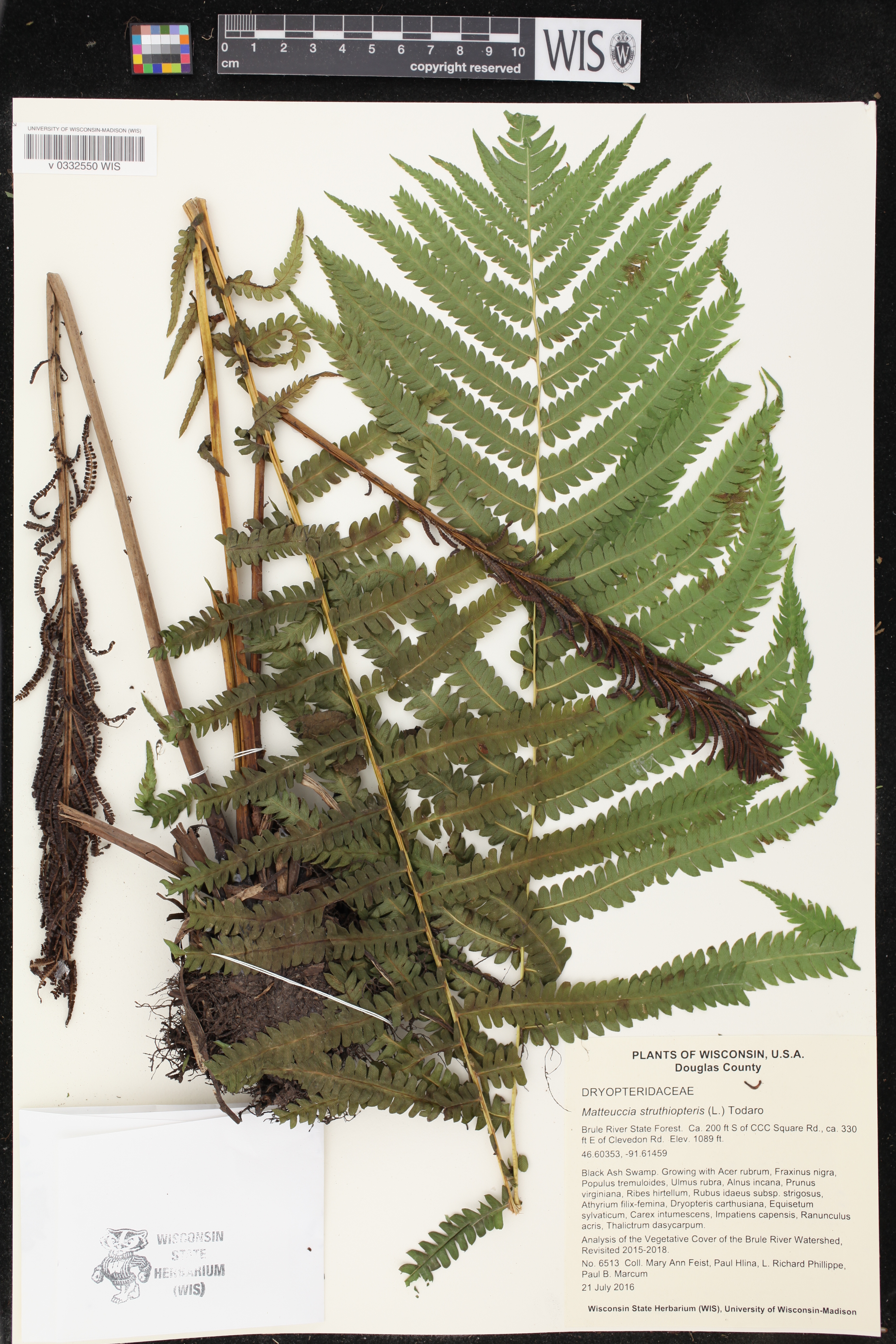 Matteuccia struthiopteris image