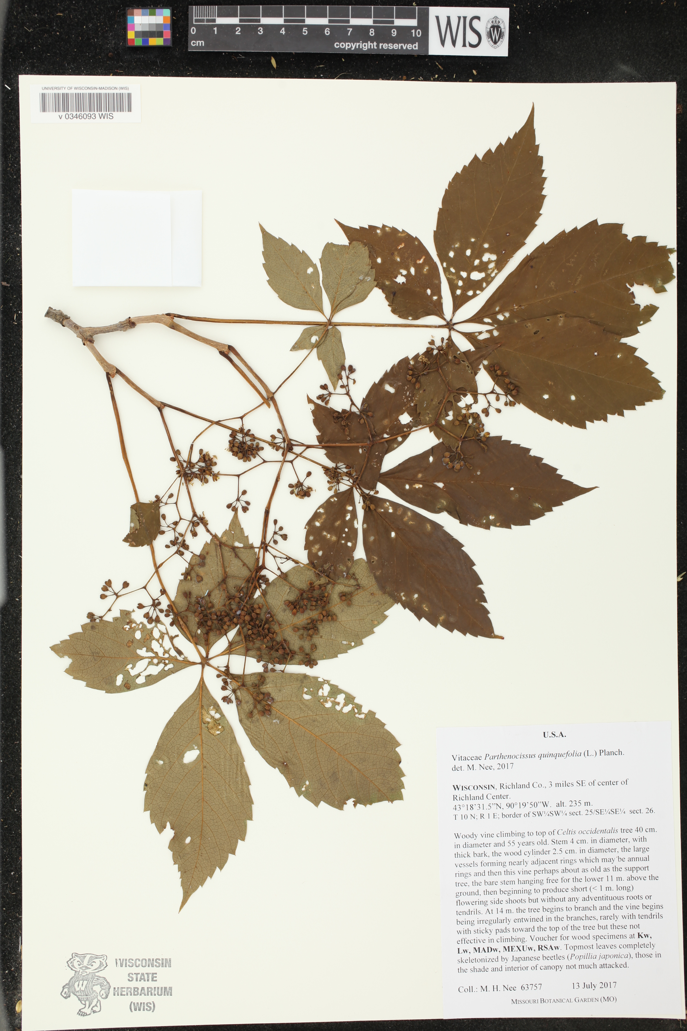 Parthenocissus quinquefolia image