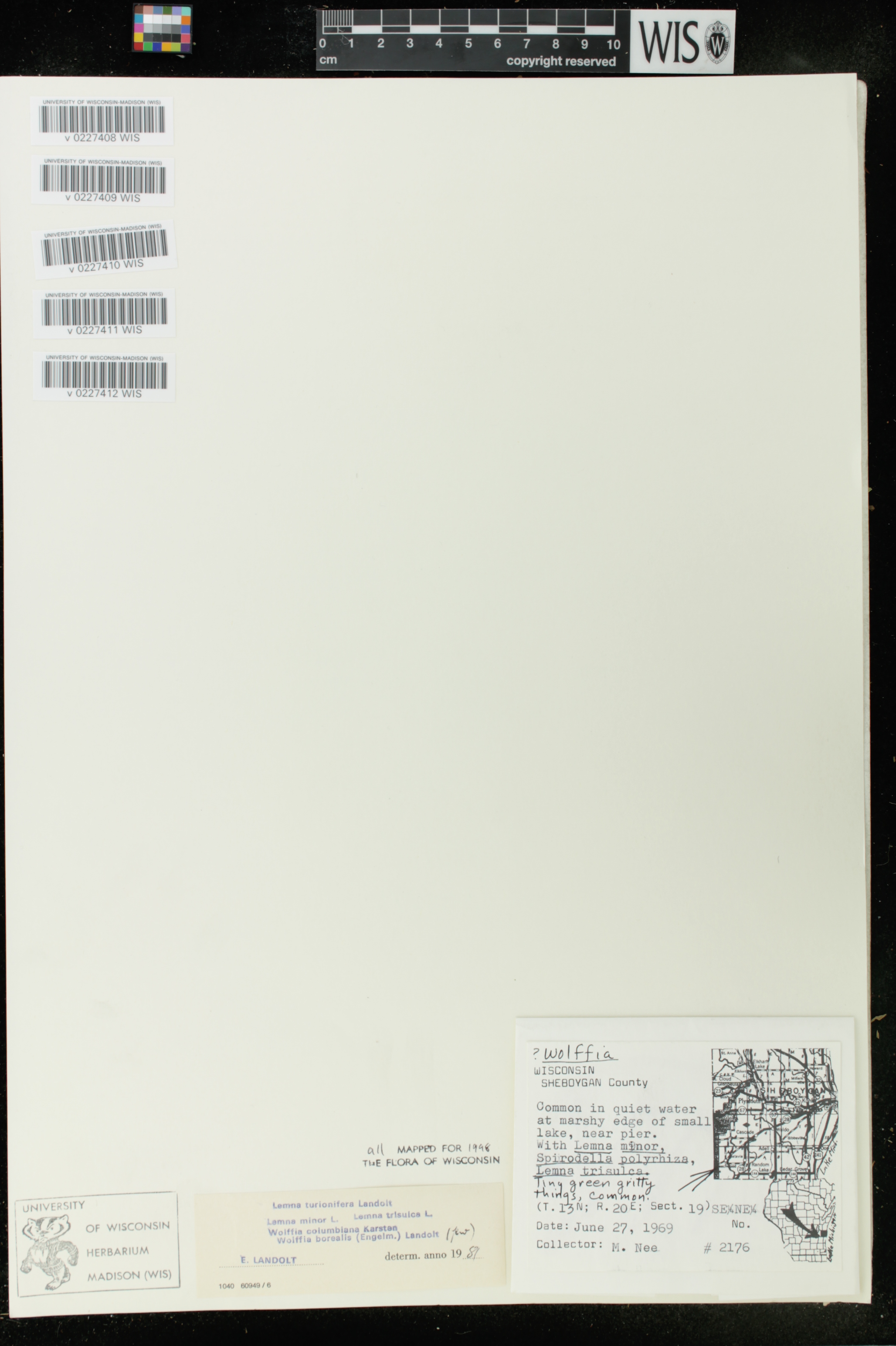 Wolffia columbiana image