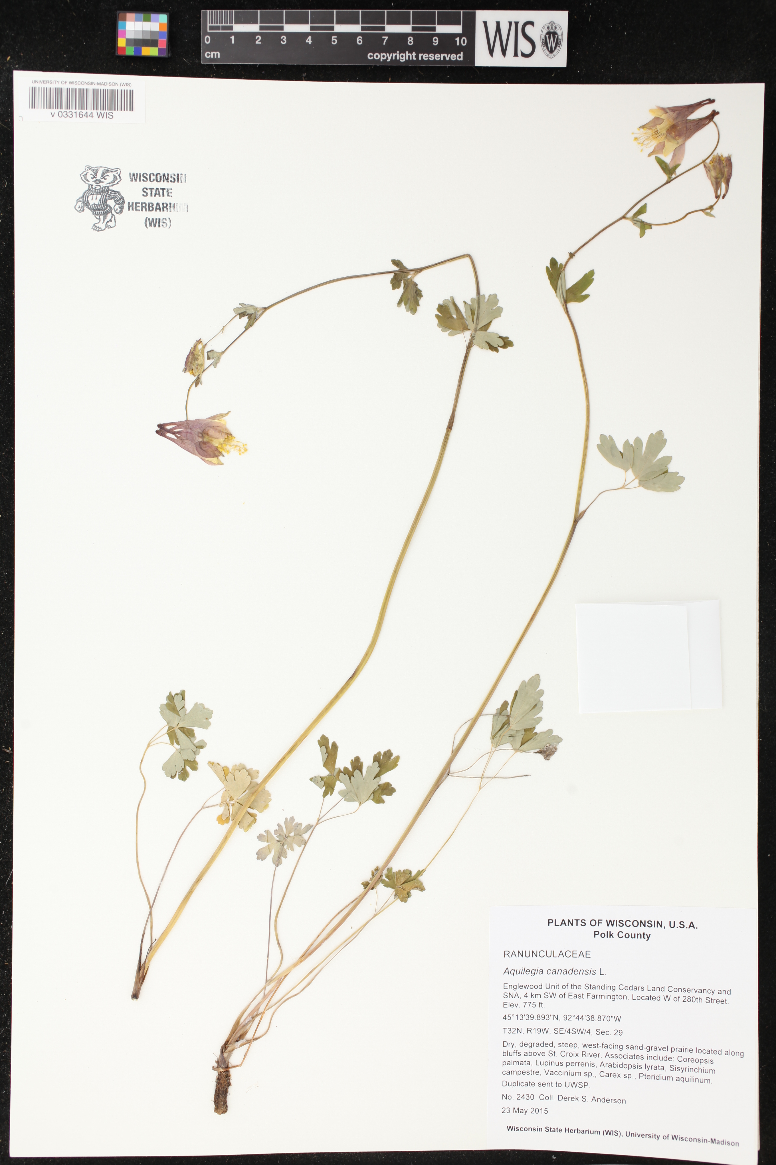 Aquilegia canadensis image