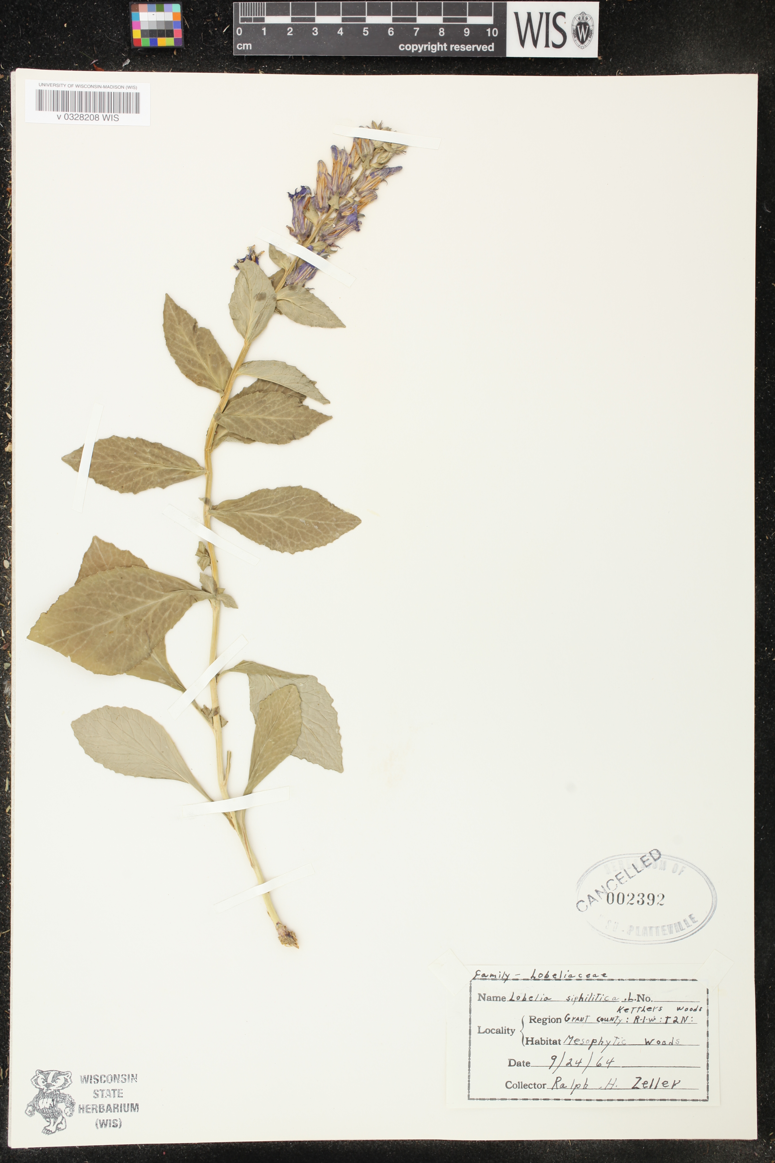 Lobelia siphilitica image