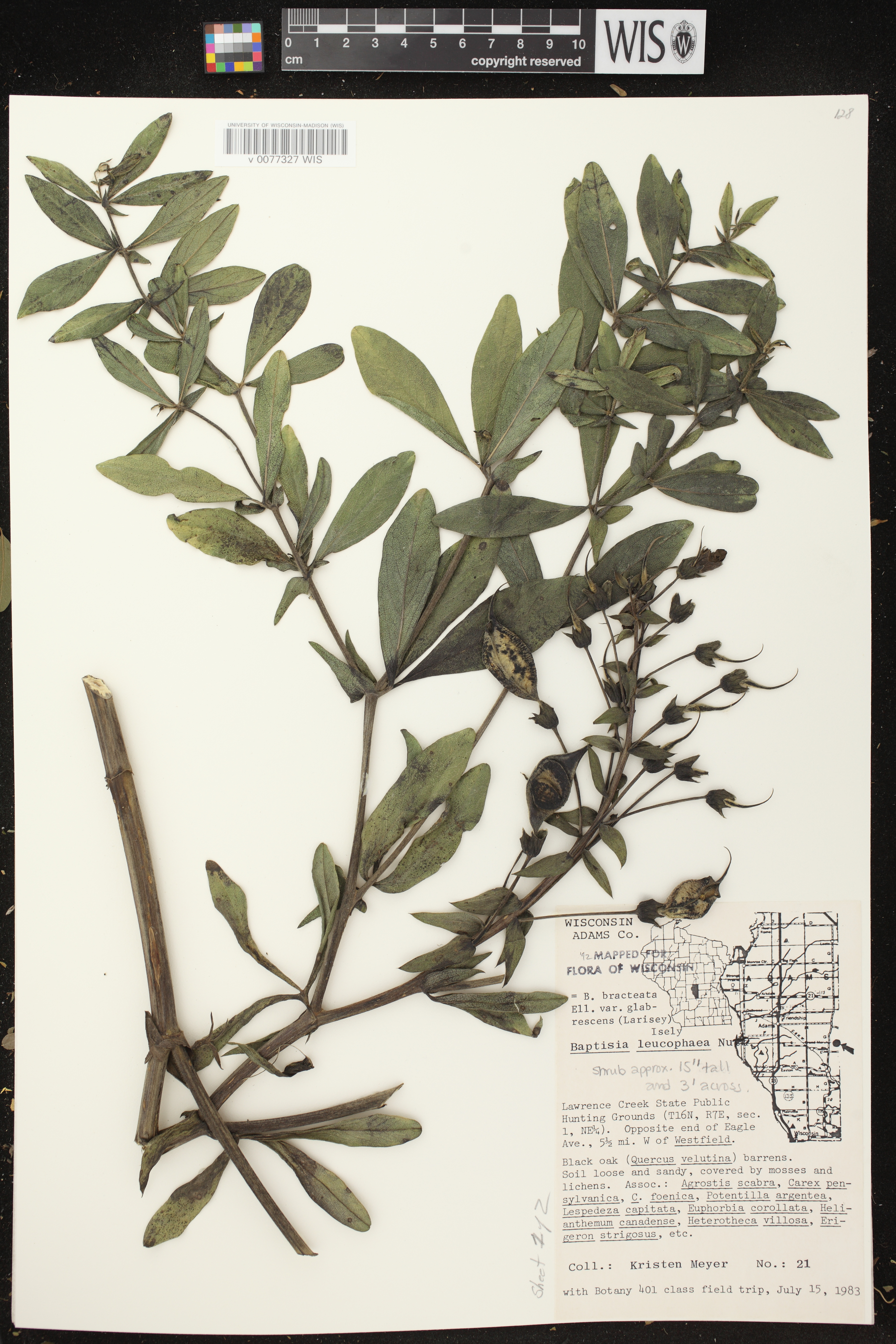 Baptisia leucophaea image