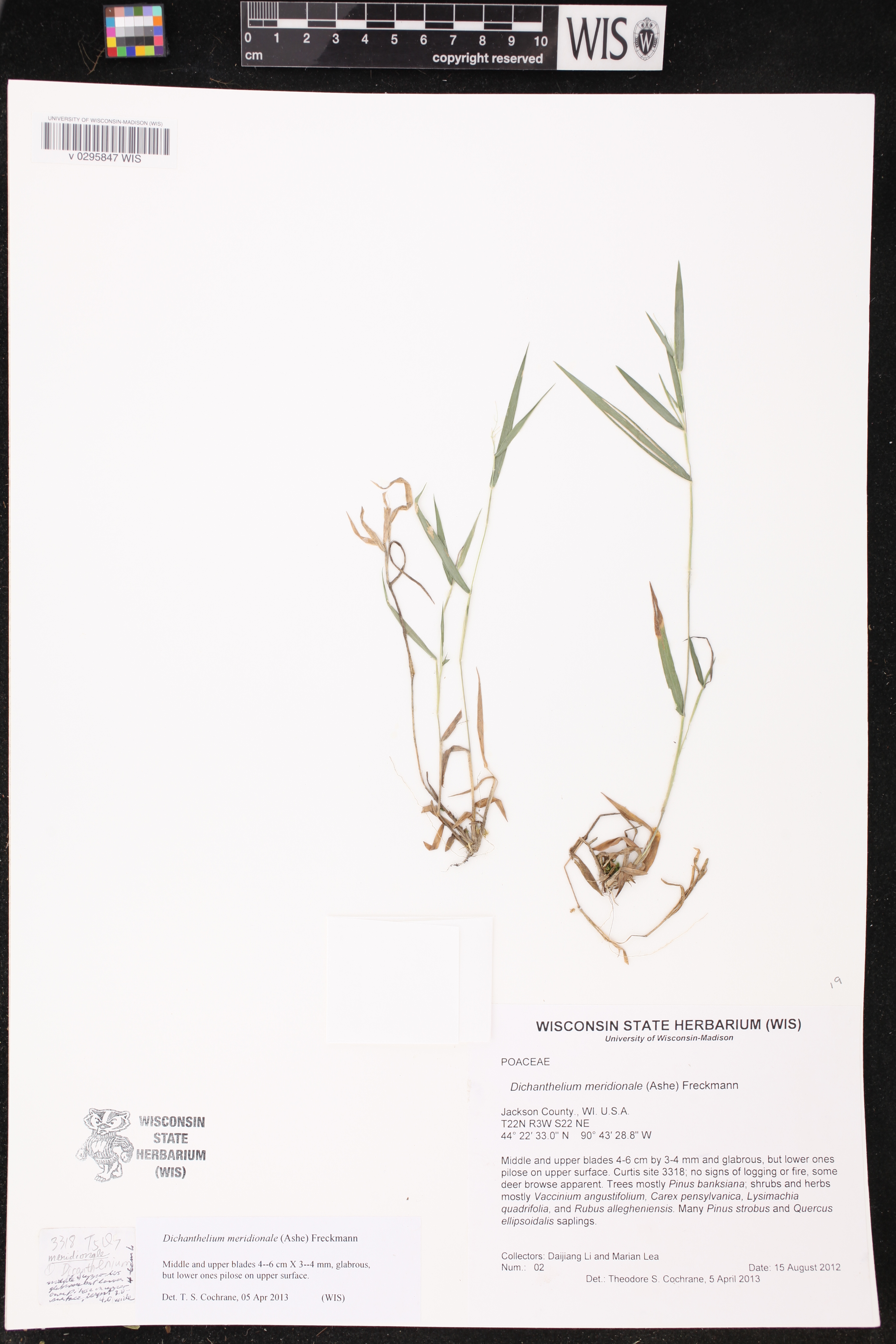 Dichanthelium meridionale image