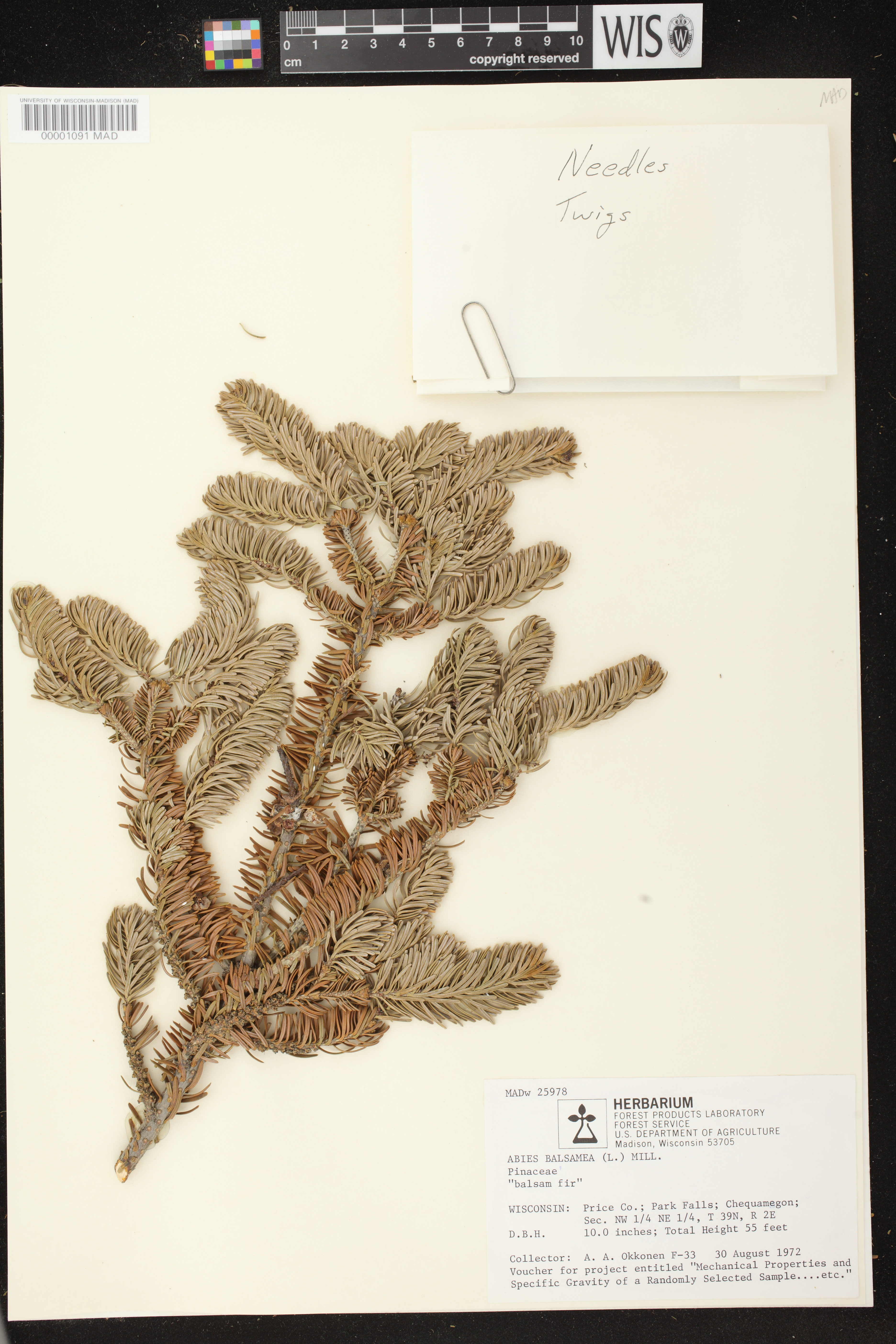 Abies balsamea image