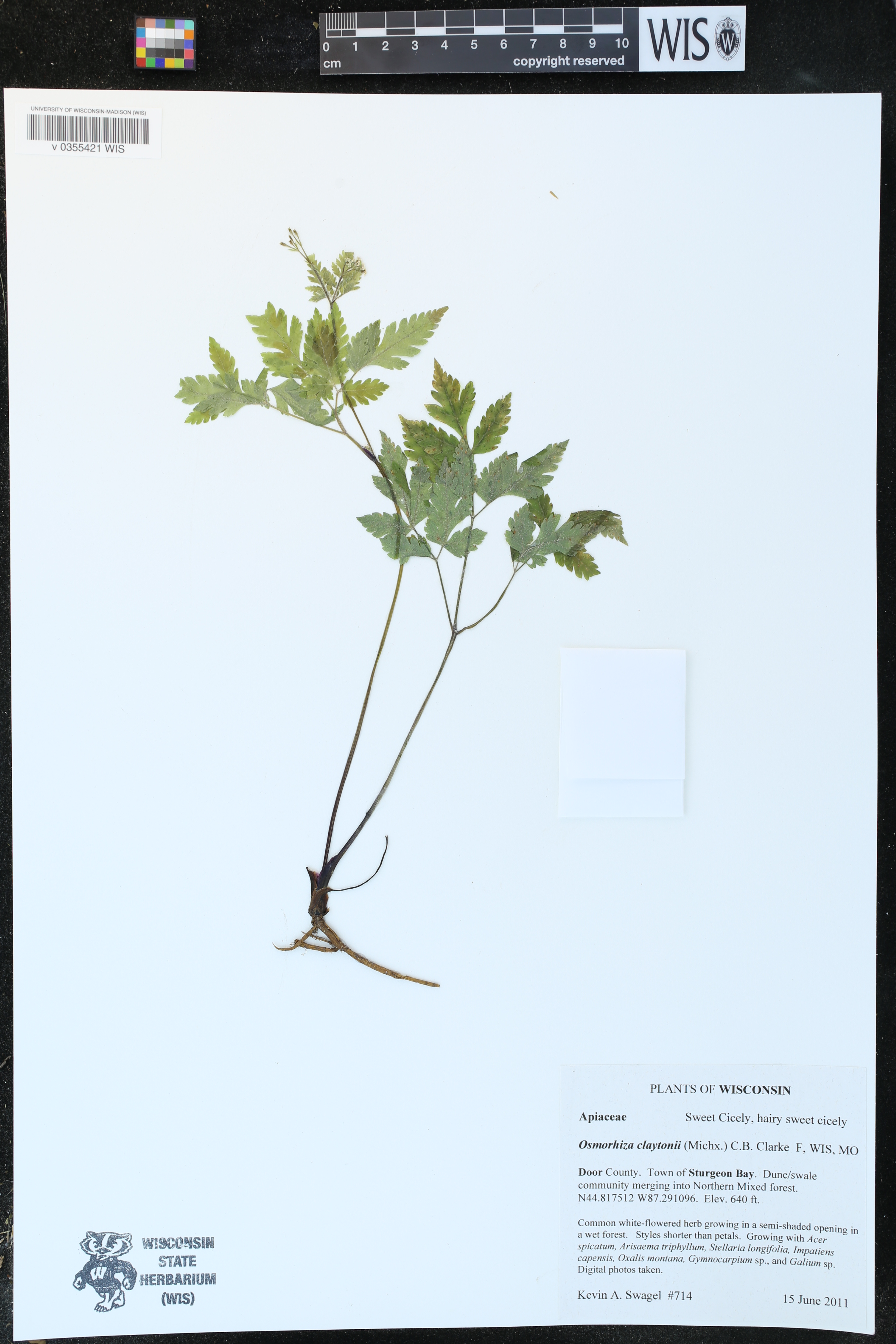 Osmorhiza claytonii image